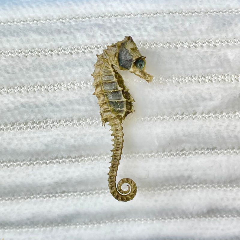 Miniature Preserved Seahorse, Real Specimen