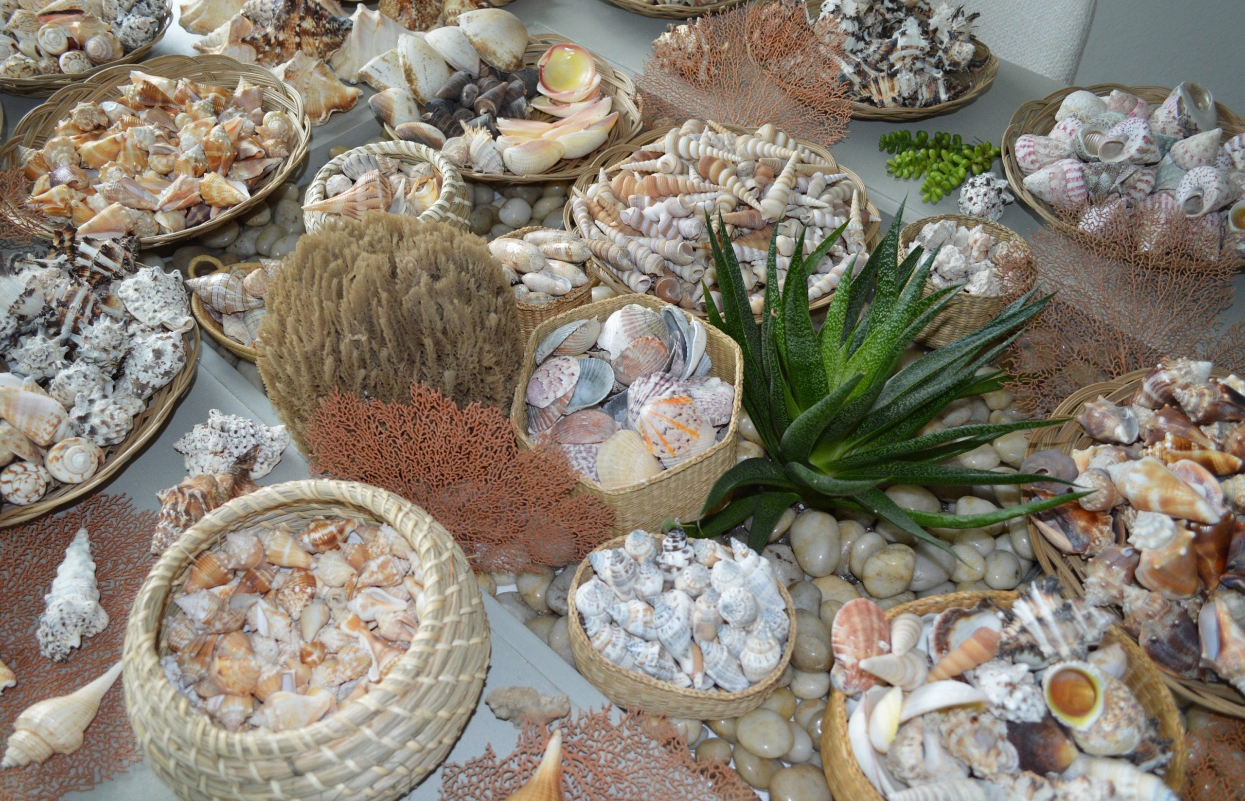 Handpicked Sanibel Captiva Seashell Mix * You choose Weight* Coastal Home Décor - Image 4