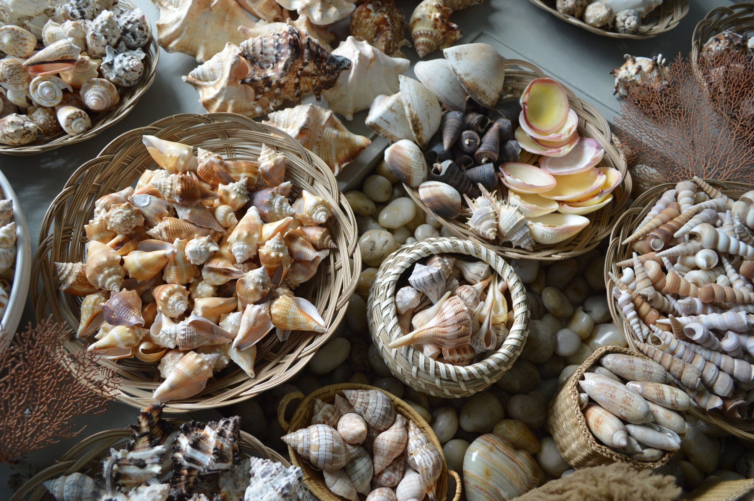 Handpicked Sanibel Captiva Seashell Mix * You choose Weight* Coastal Home Décor - Image 2