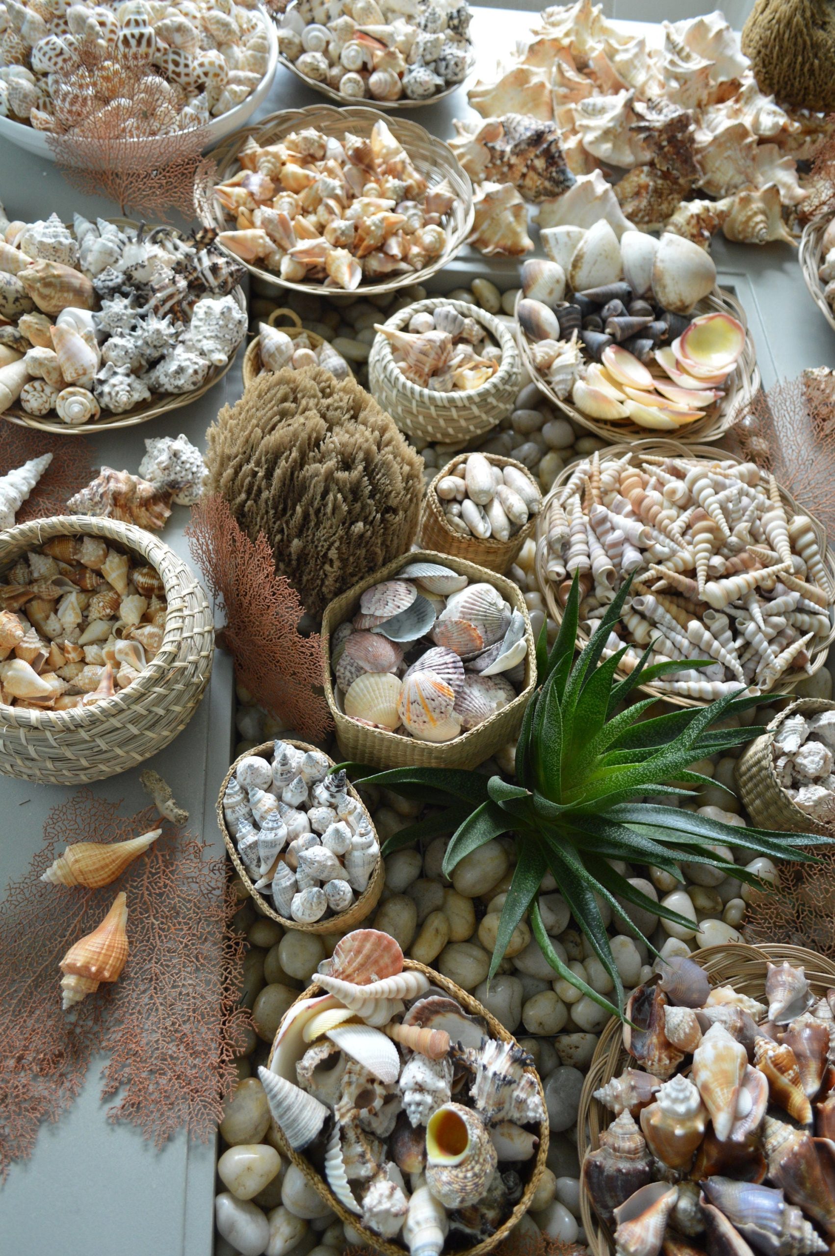Handpicked Sanibel Captiva Seashell Mix * You choose Weight* Coastal Home Décor - Image 6