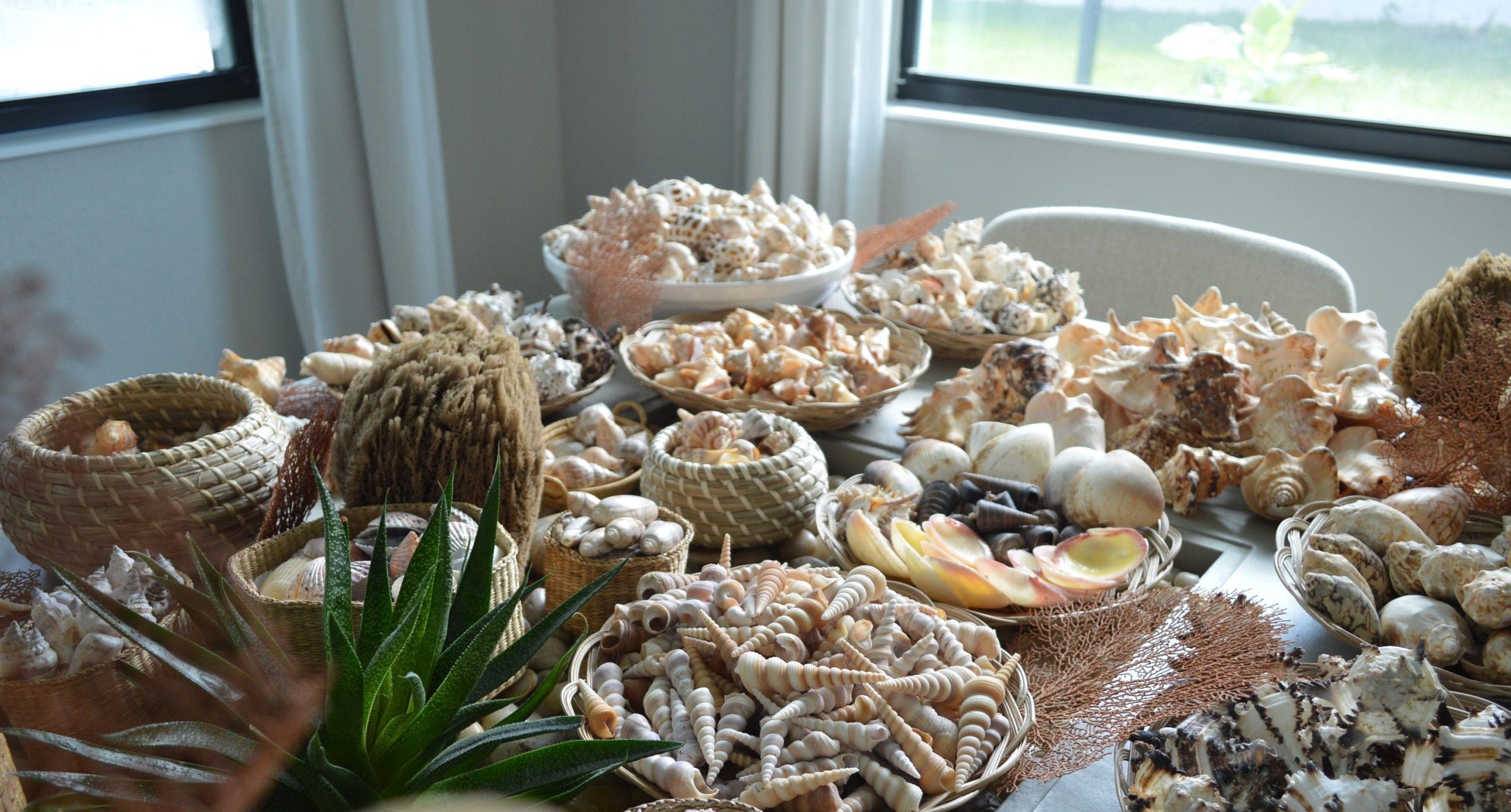 Handpicked Sanibel Captiva Seashell Mix * You choose Weight* Coastal Home Décor - Image 7