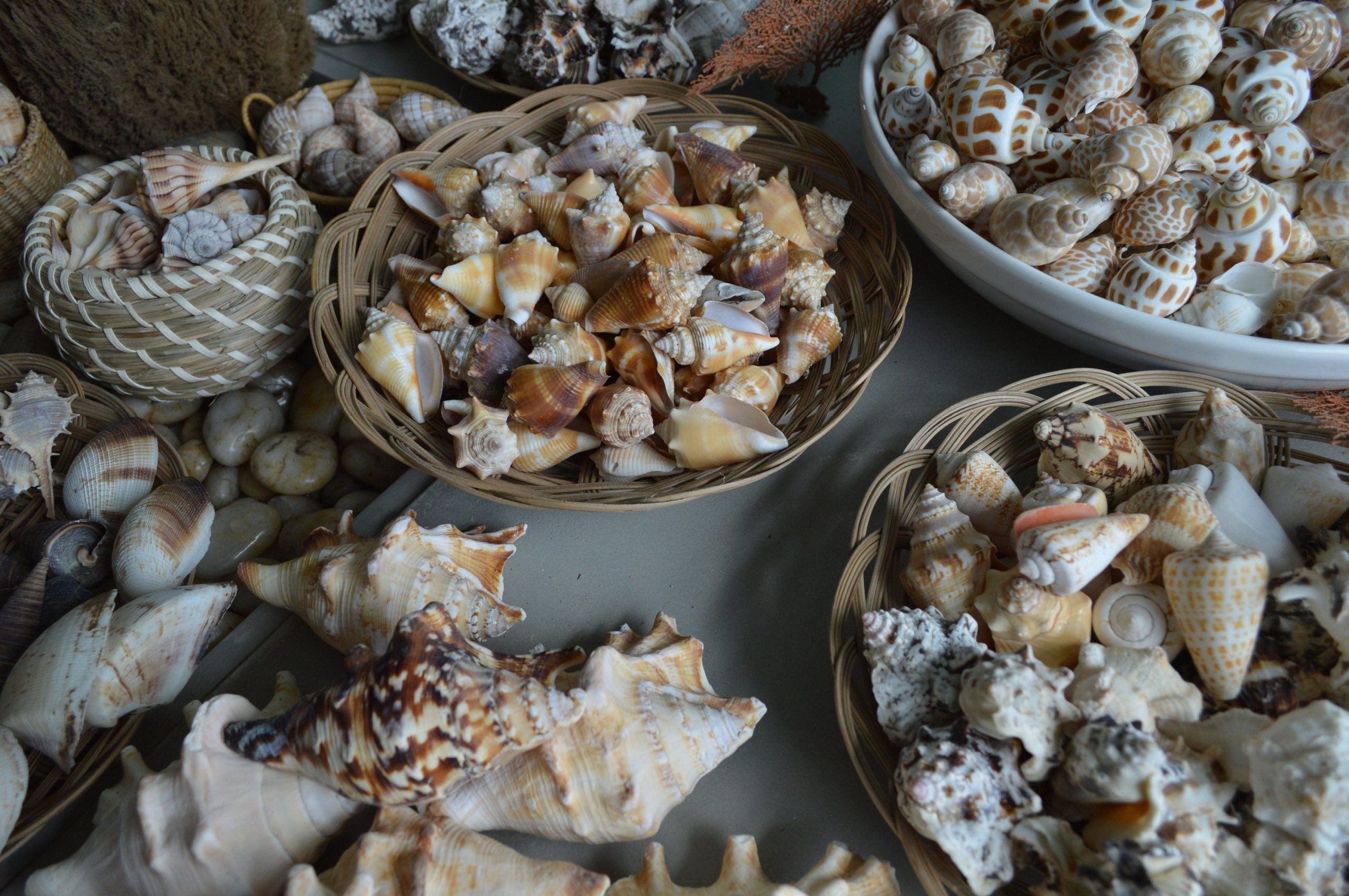 Handpicked Sanibel Captiva Seashell Mix * You choose Weight* Coastal Home Décor - Image 9