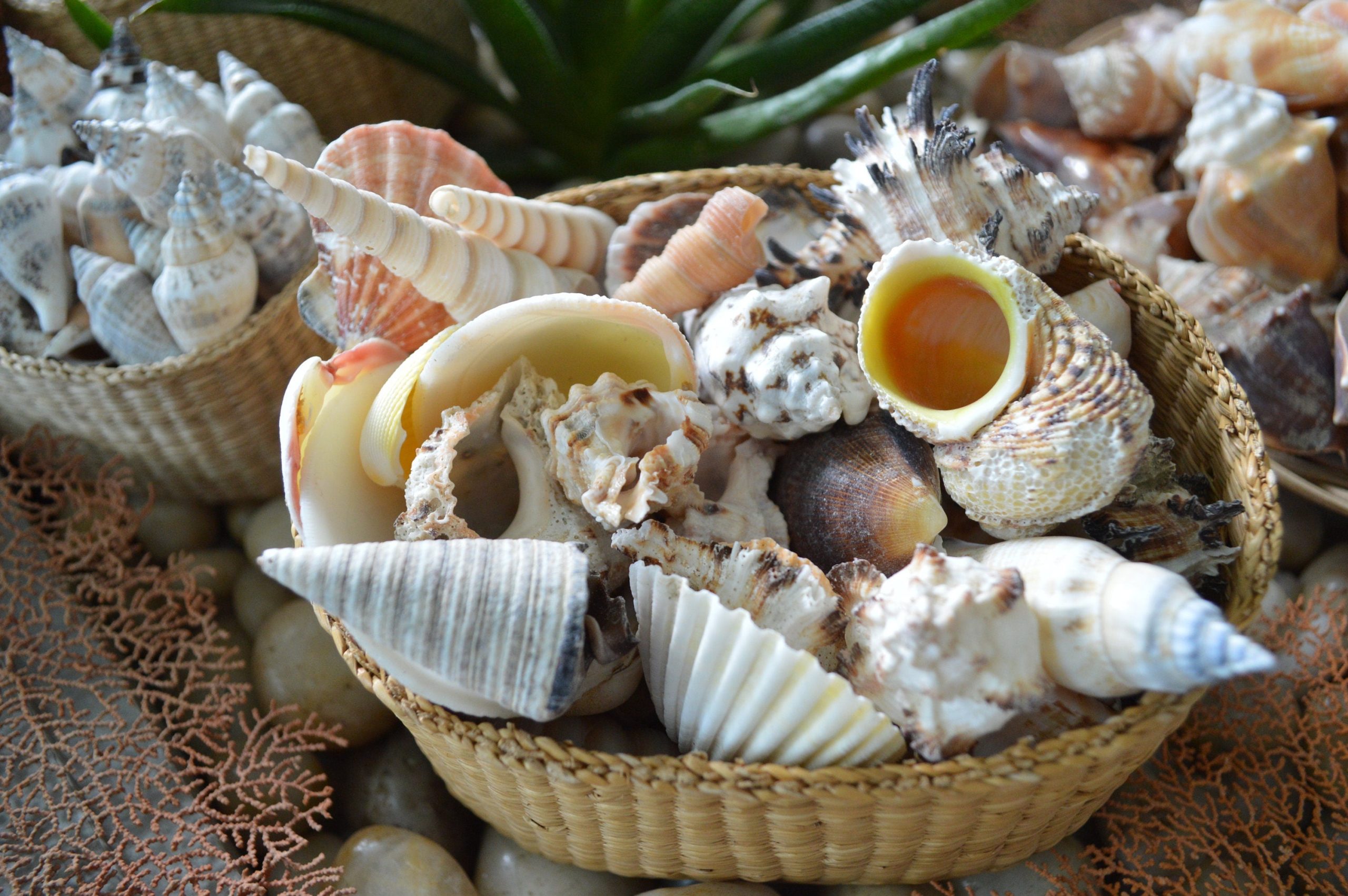 Handpicked Sanibel Captiva Seashell Mix * You choose Weight* Coastal Home Décor - Image 3