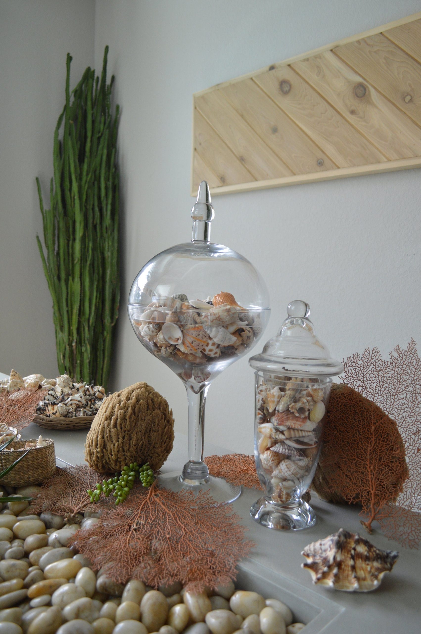 Handpicked Sanibel Captiva Seashell Mix * You choose Weight* Coastal Home Décor - Image 10