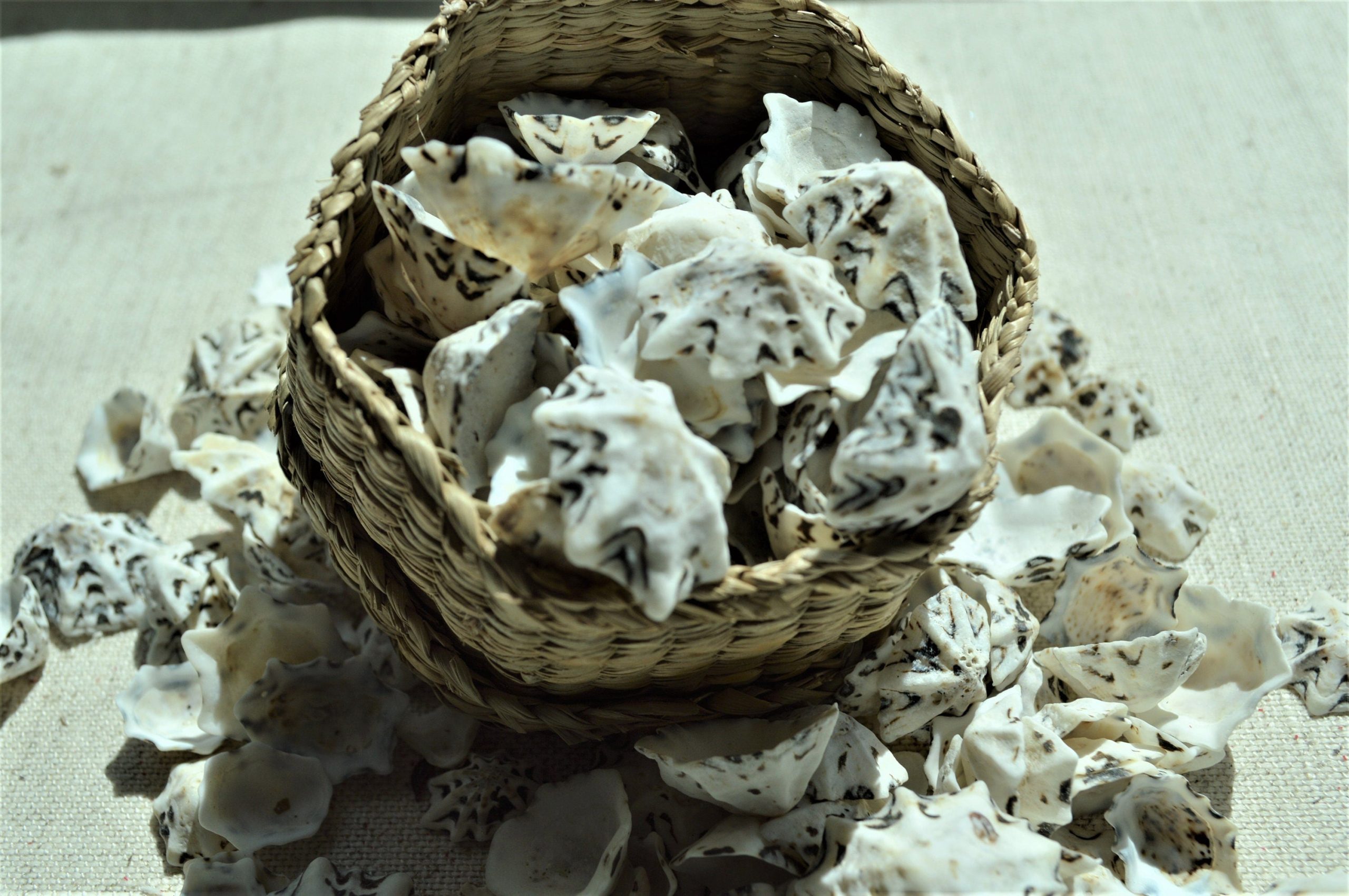 Star Shaped Limpet Shells, 1/2-1", Natural Coastal Craft Seashells - Image 3