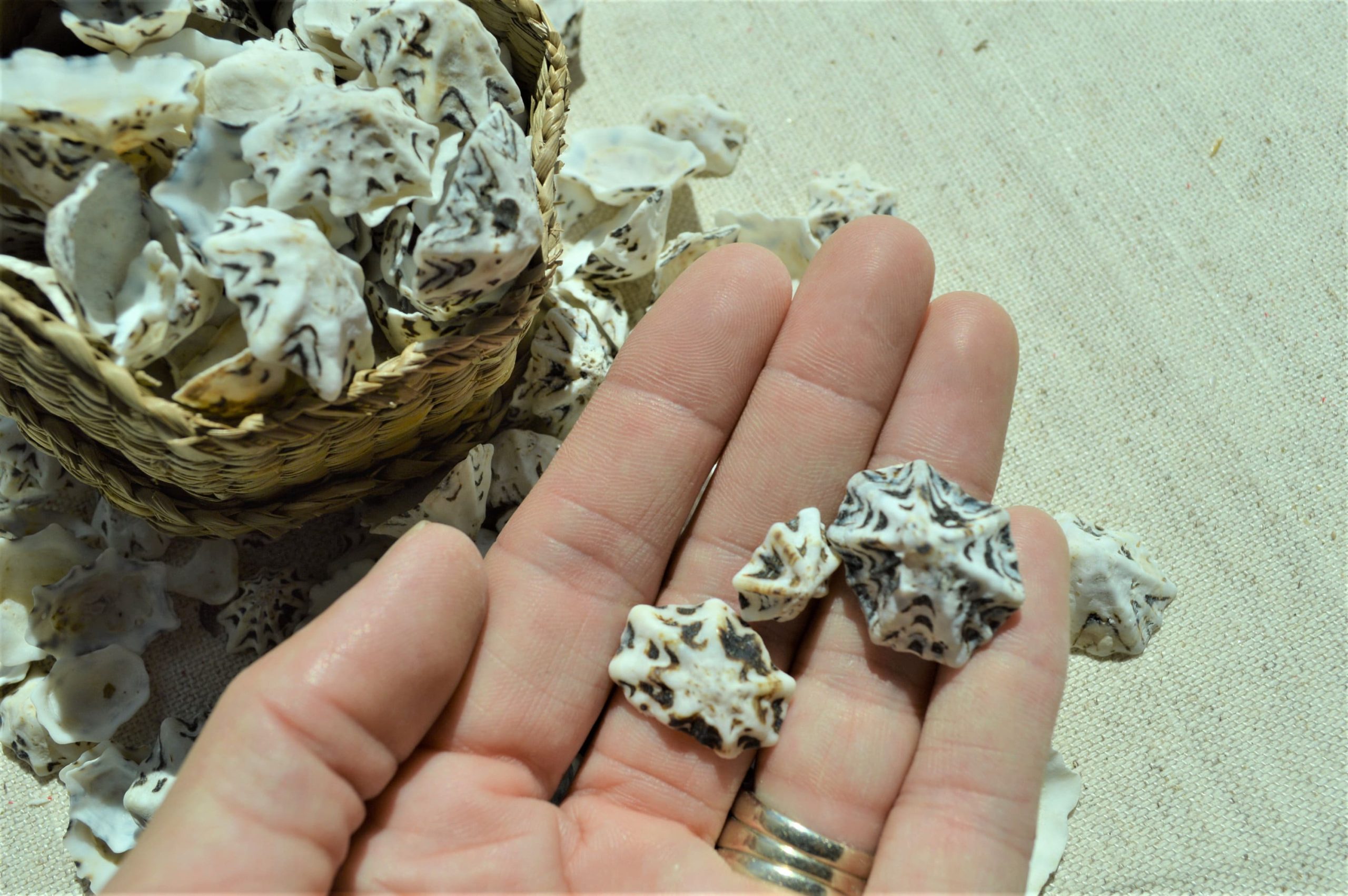 Star Shaped Limpet Shells, 1/2-1", Natural Coastal Craft Seashells - Image 5