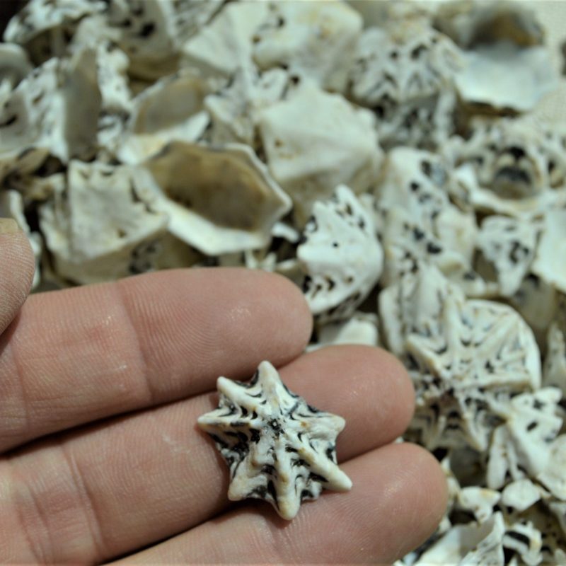 Star Shaped Limpet Shells, 1/2-1", Natural Coastal Craft Seashells