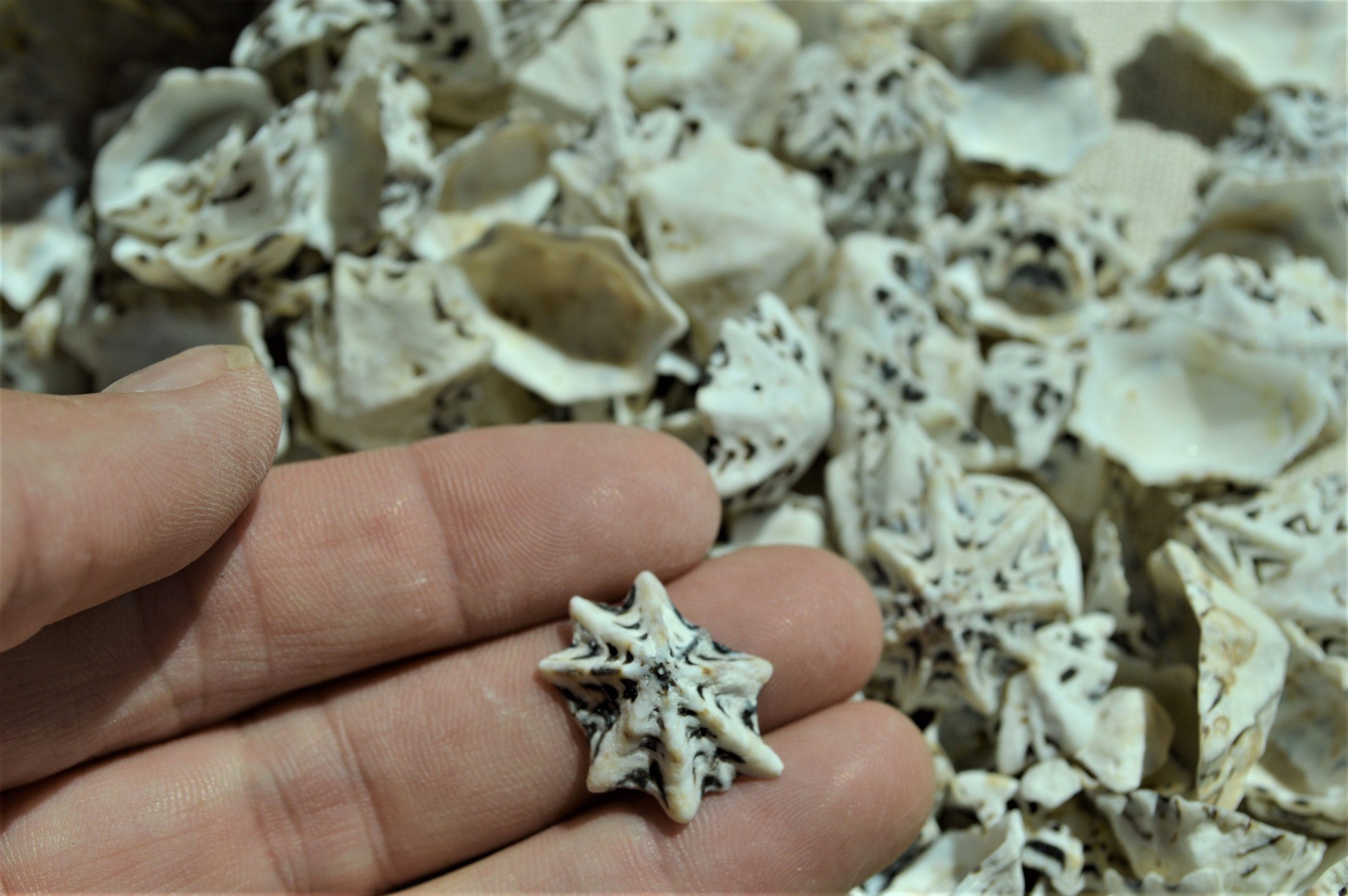 Star Shaped Limpet Shells, 1/2-1", Natural Coastal Craft Seashells