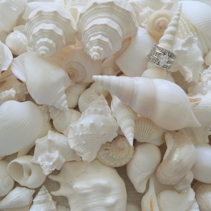 White Seashell Mix, Assorted Coastal Shells Beach Wedding Décor