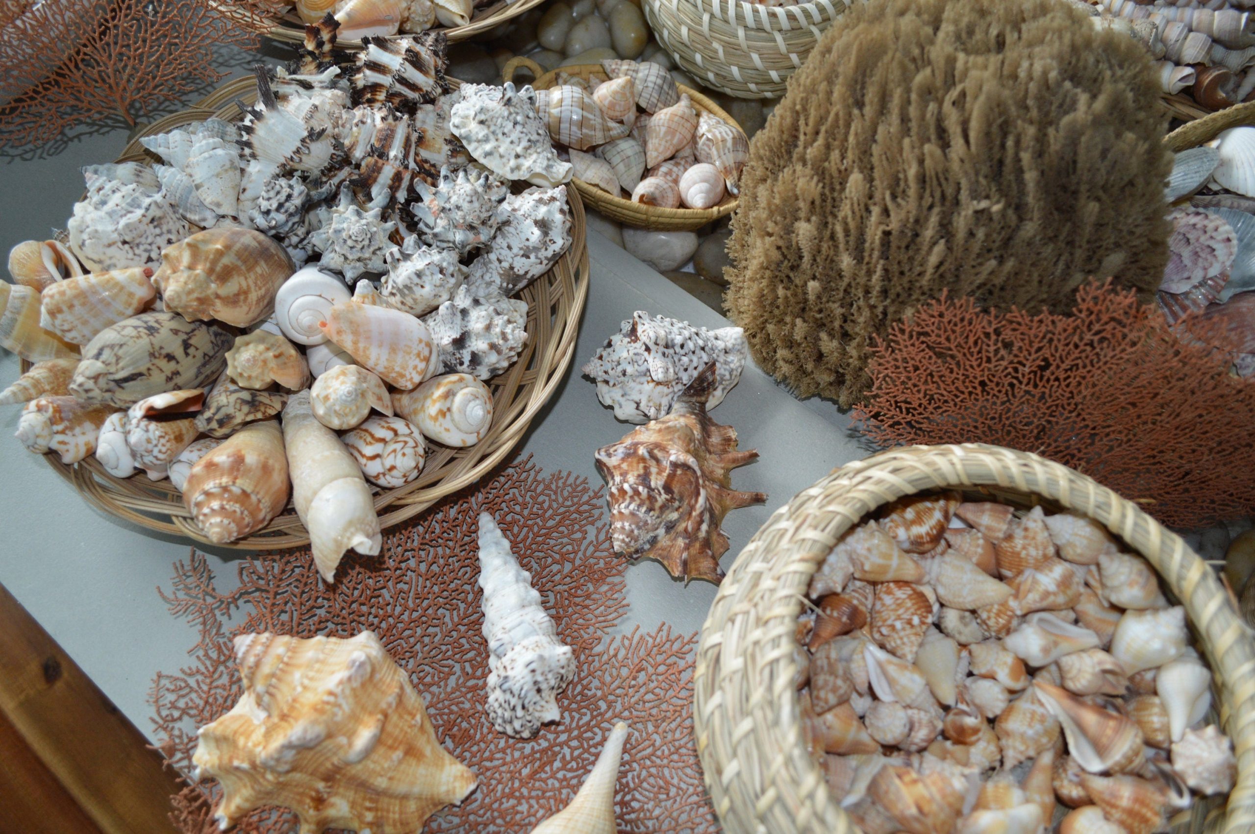 Handpicked Sanibel Captiva Seashell Mix * You choose Weight* Coastal Home Décor - Image 5