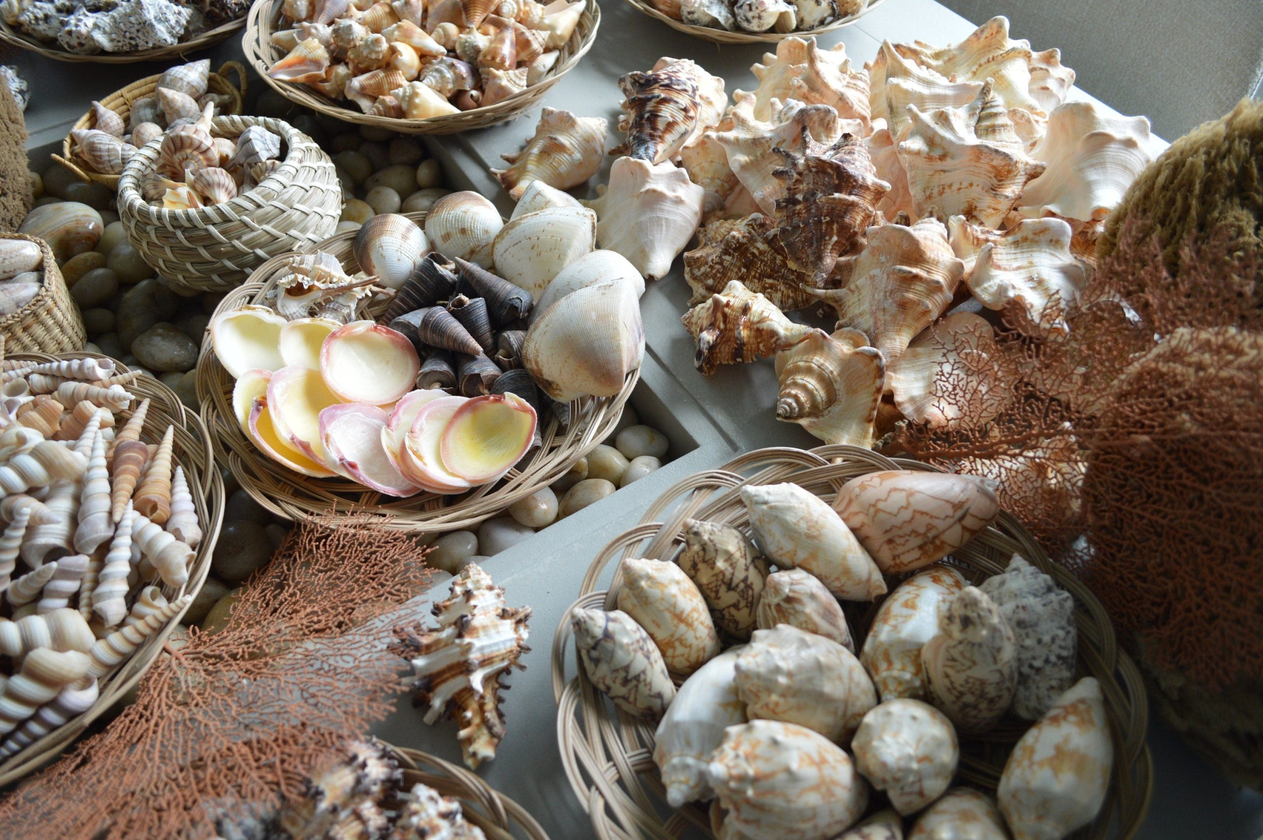 Handpicked Sanibel Captiva Seashell Mix * You choose Weight* Coastal Home Décor - Image 8