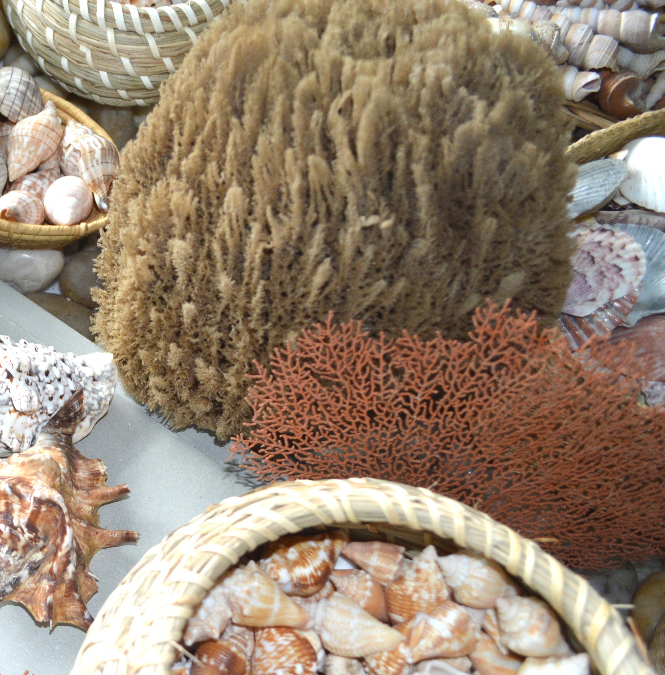 Large Natural Sea Sponges *You Choose Size Up to 10"* Crafts & Painting - Image 5