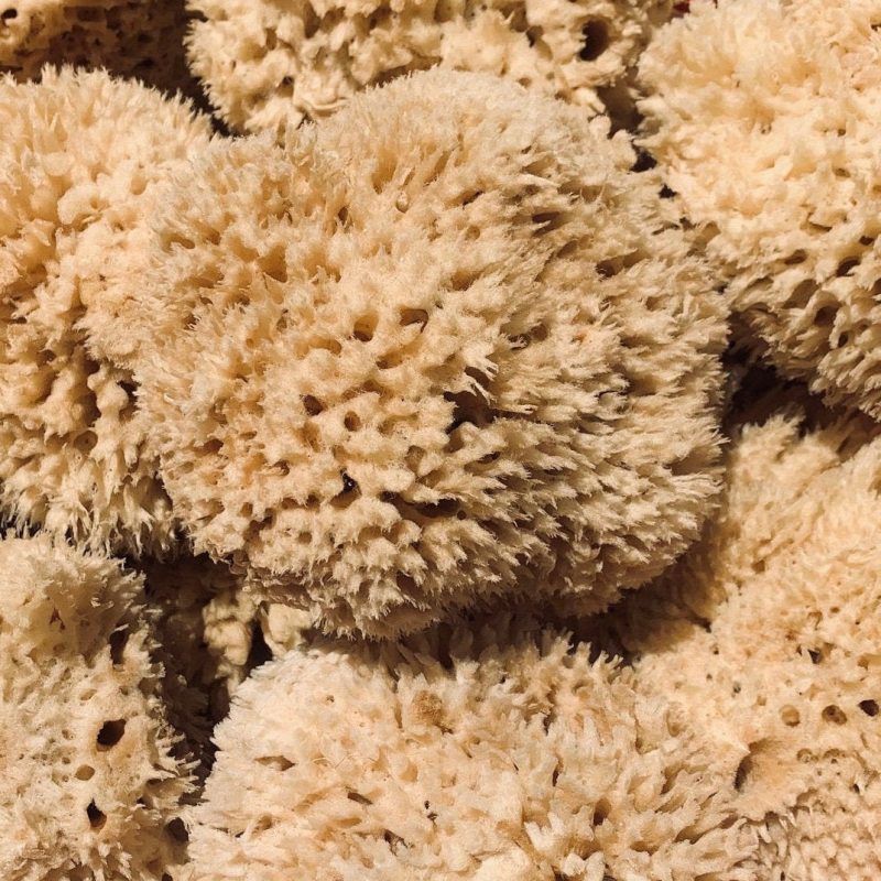 Large Natural Sea Sponges *You Choose Size Up to 10"* Crafts & Painting