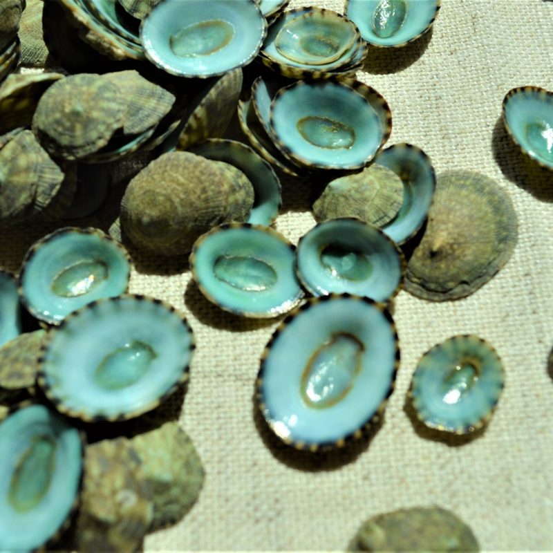 Emerald Green Limpet Shells (1/2"-1") Coastal Décor Beach Crafts Seashells