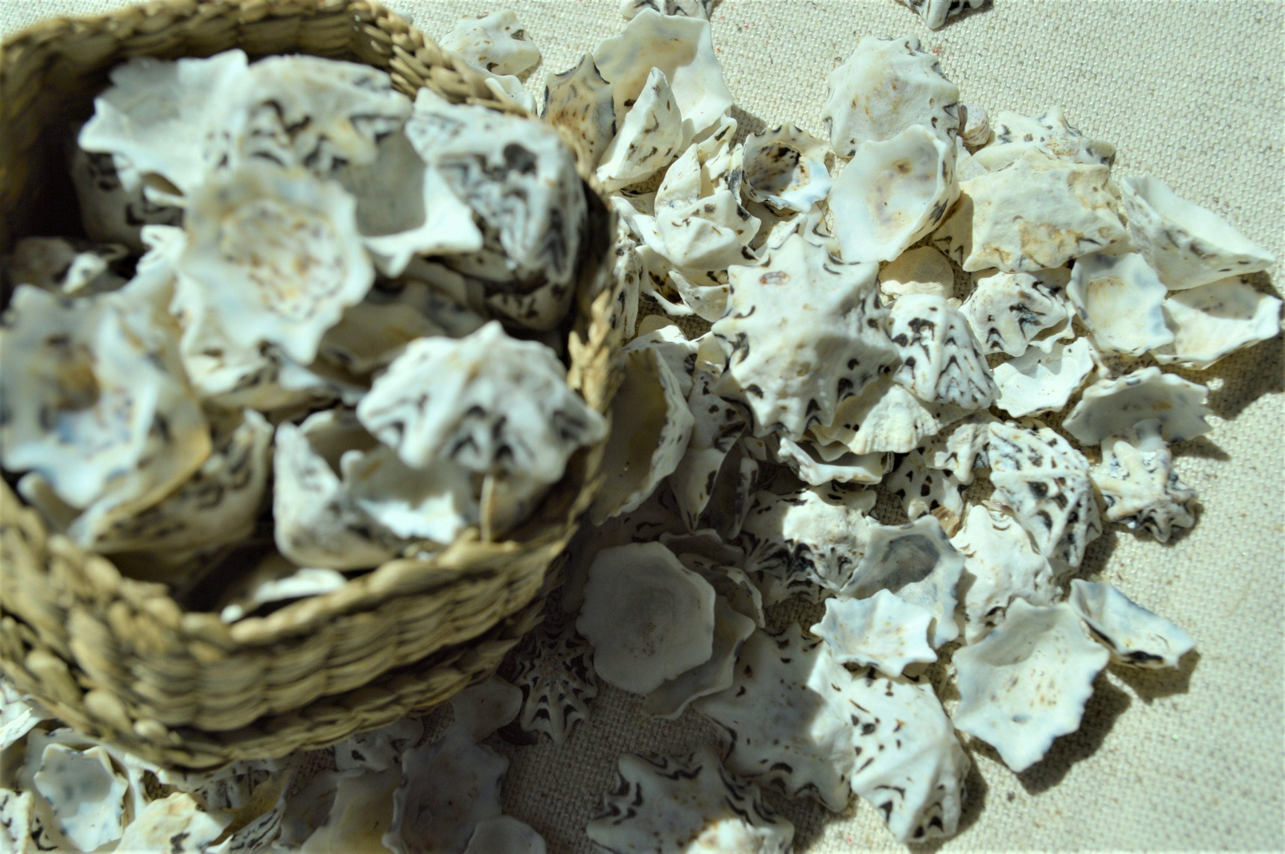 Star Shaped Limpet Shells, 1/2-1", Natural Coastal Craft Seashells - Image 4