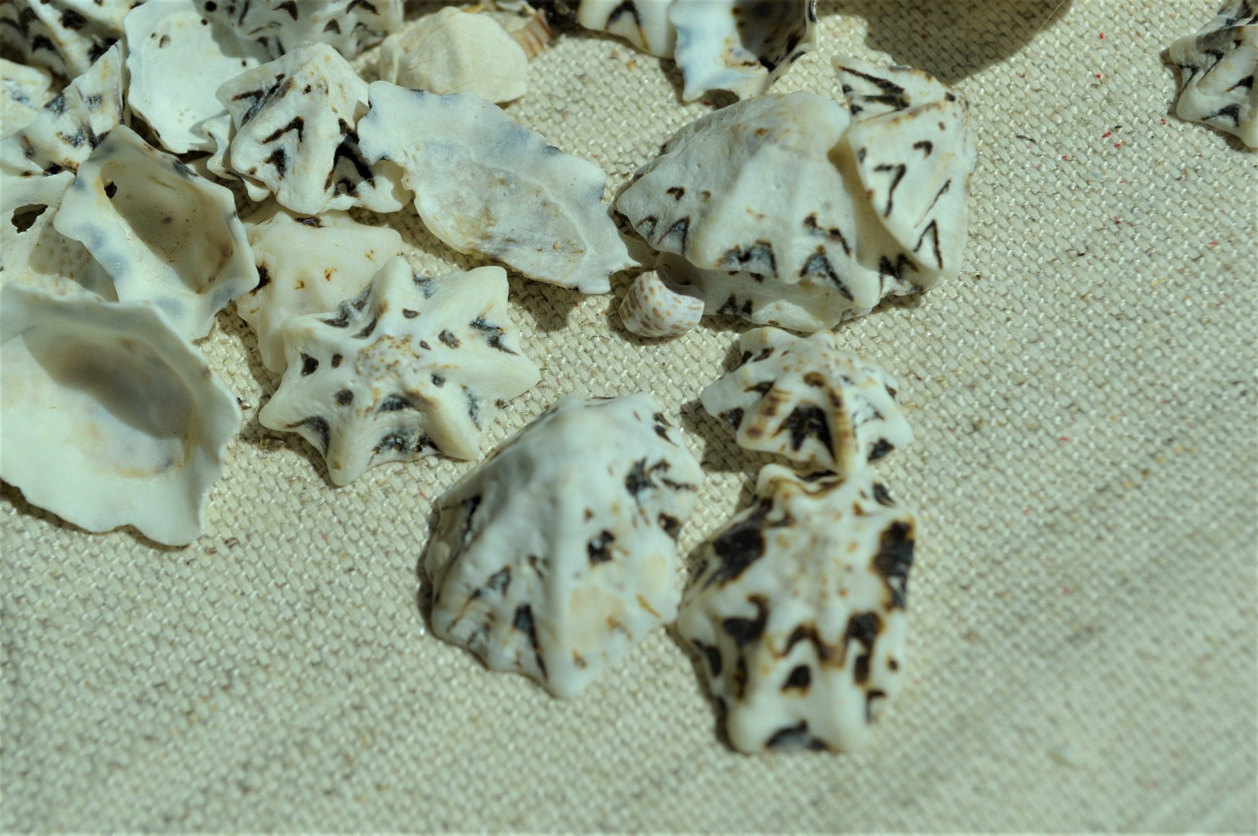 Star Shaped Limpet Shells, 1/2-1", Natural Coastal Craft Seashells - Image 2
