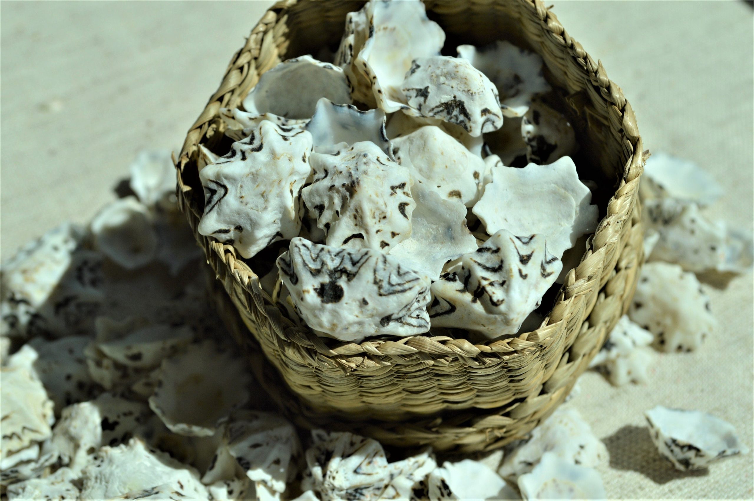 Star Shaped Limpet Shells, 1/2-1", Natural Coastal Craft Seashells - Image 6