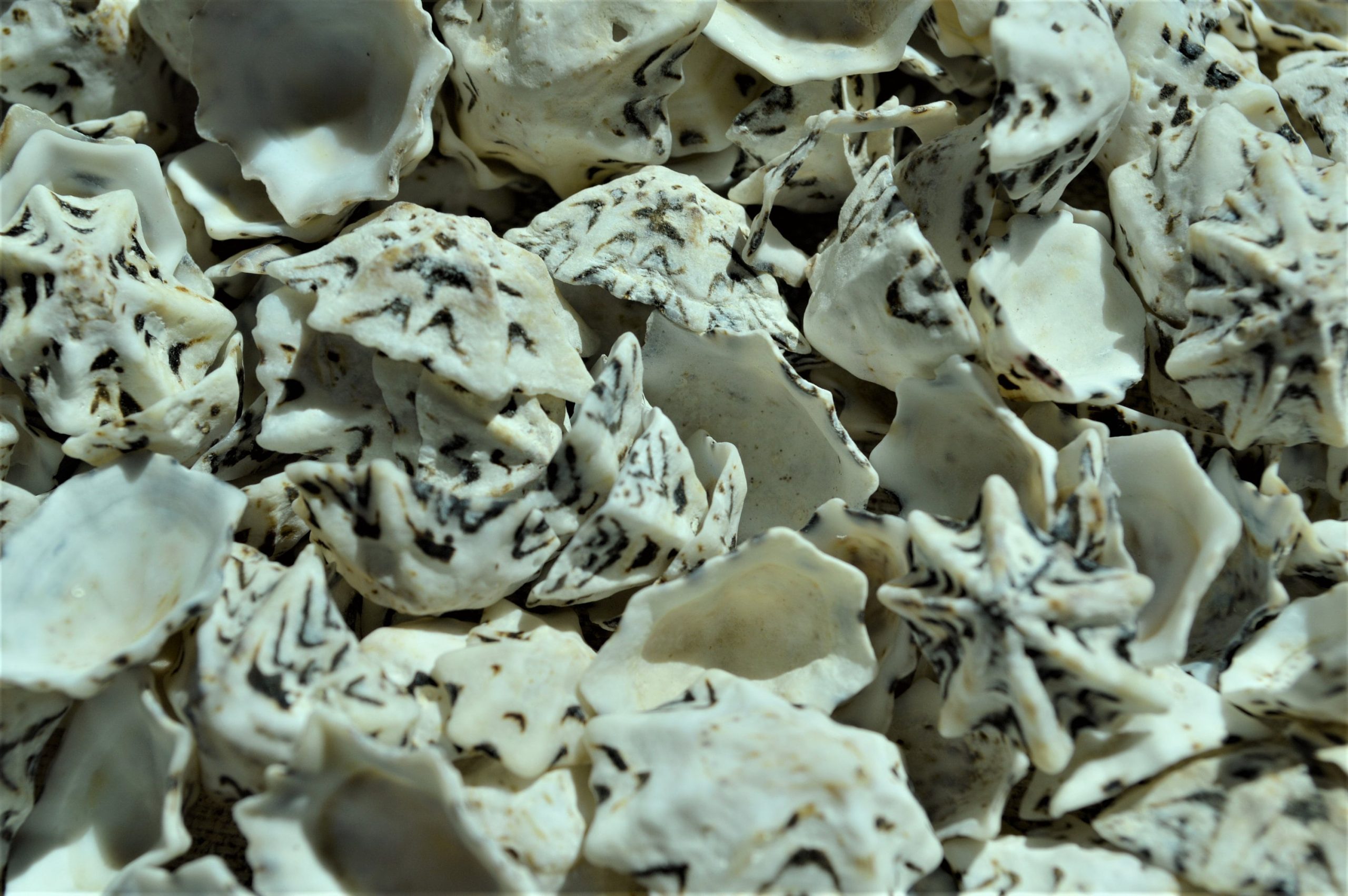 Star Shaped Limpet Shells, 1/2-1", Natural Coastal Craft Seashells - Image 7