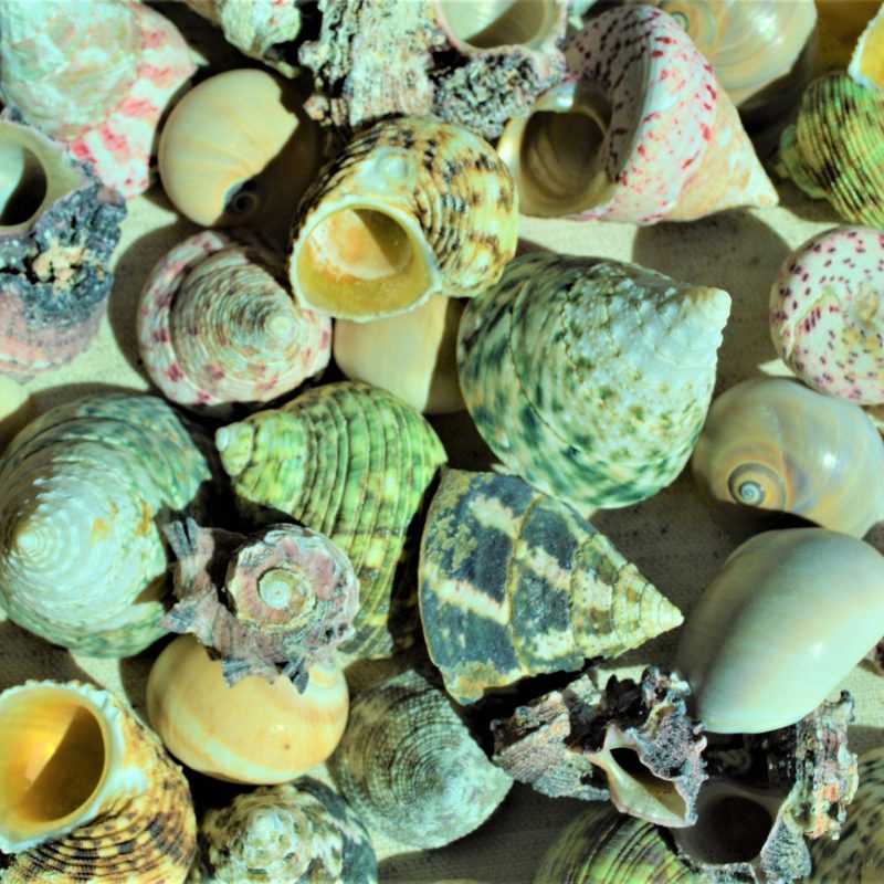 Hermit Crab Shells *Quantity & Size Of Your Choose* XS-XL Natural Assorted Seashells
