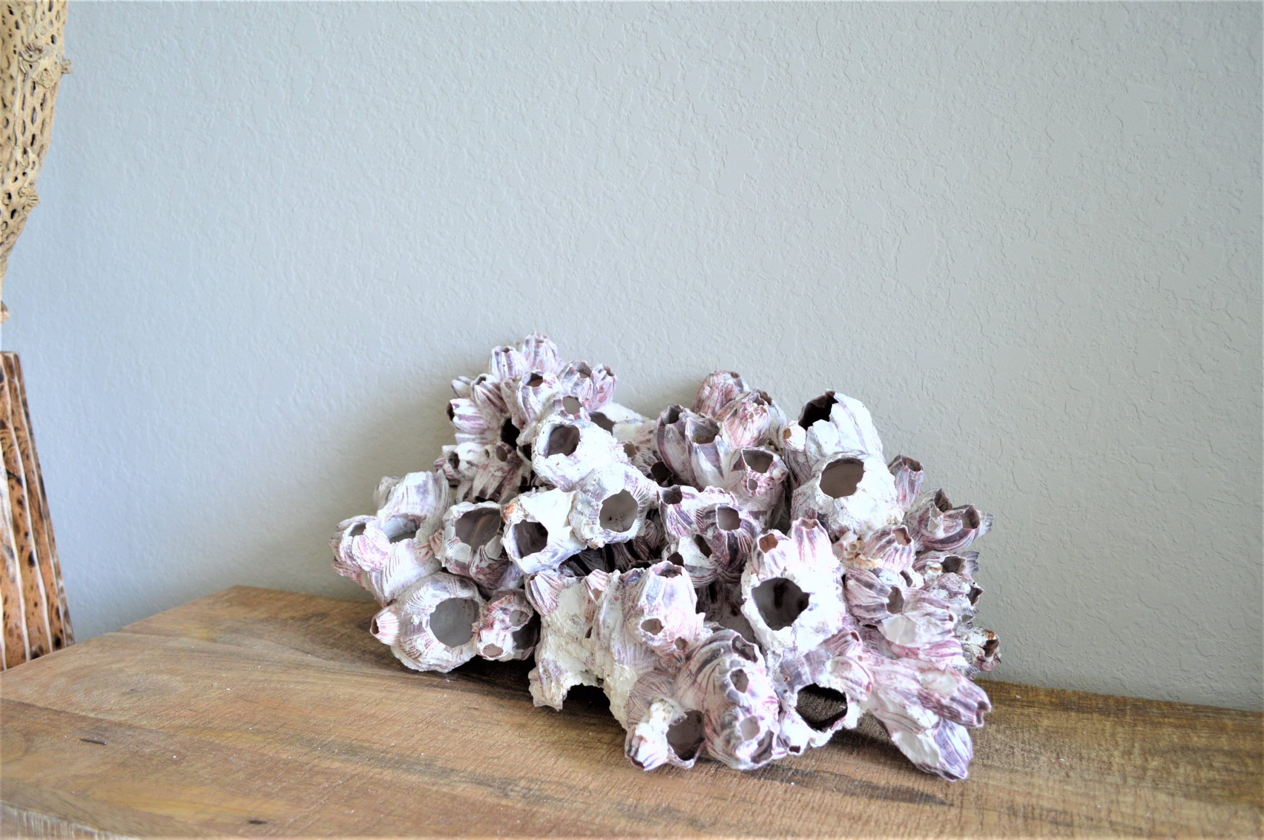 Purple Barnacle Clusters 3-14" *You Choose Size* Coastal Décor Air Planter Holder - Image 5