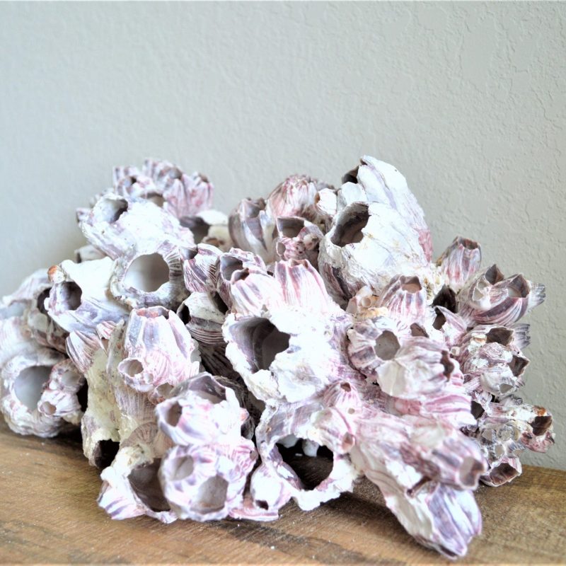 Purple Barnacle Clusters 3-14" *You Choose Size* Coastal Décor Air Planter Holder