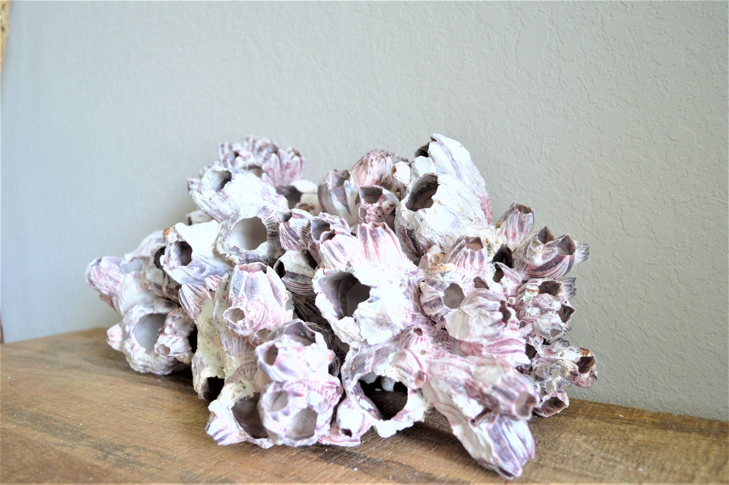 Purple Barnacle Clusters 3-14" *You Choose Size* Coastal Décor Air Planter Holder