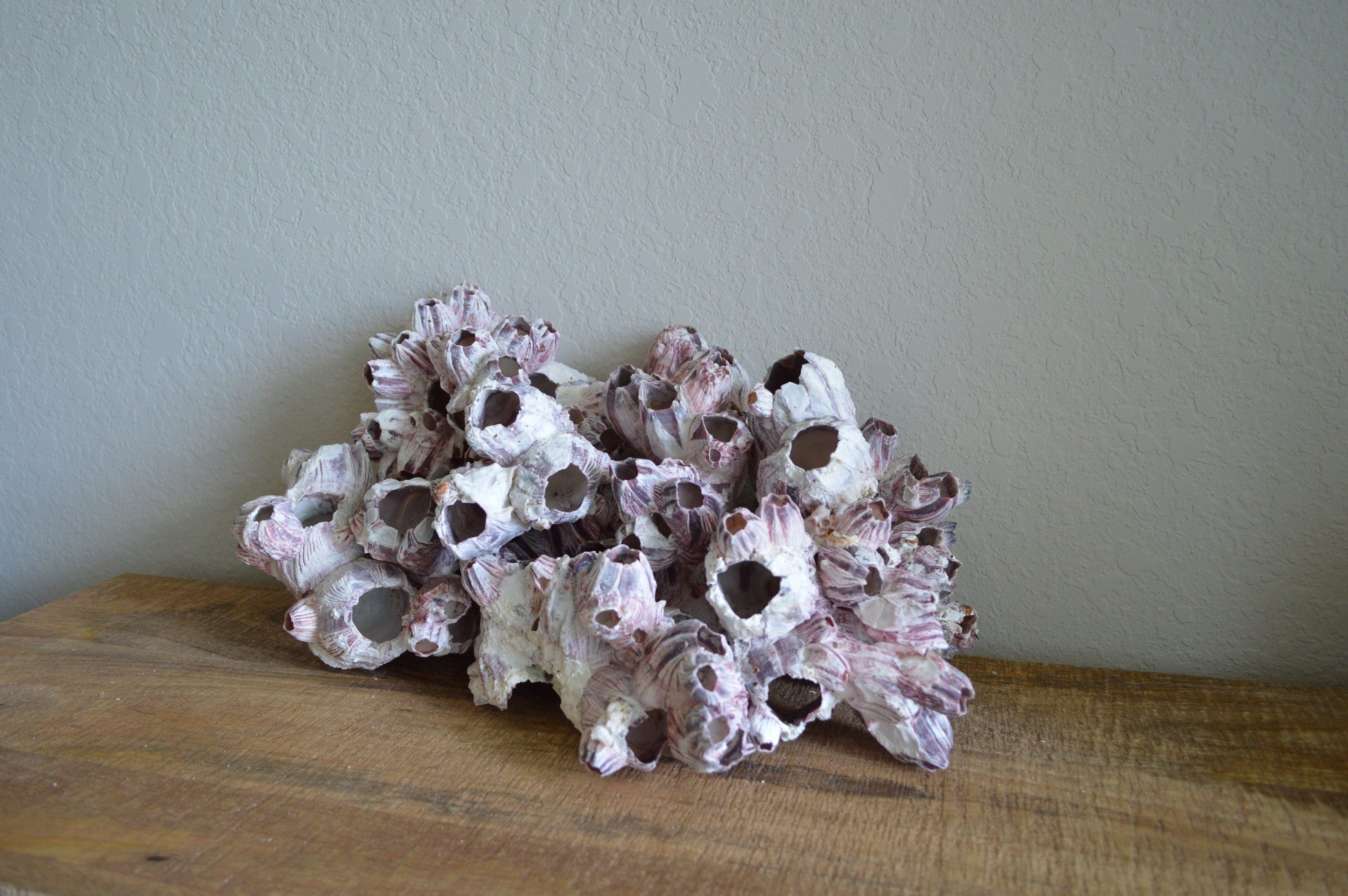 Purple Barnacle Clusters 3-14" *You Choose Size* Coastal Décor Air Planter Holder - Image 6