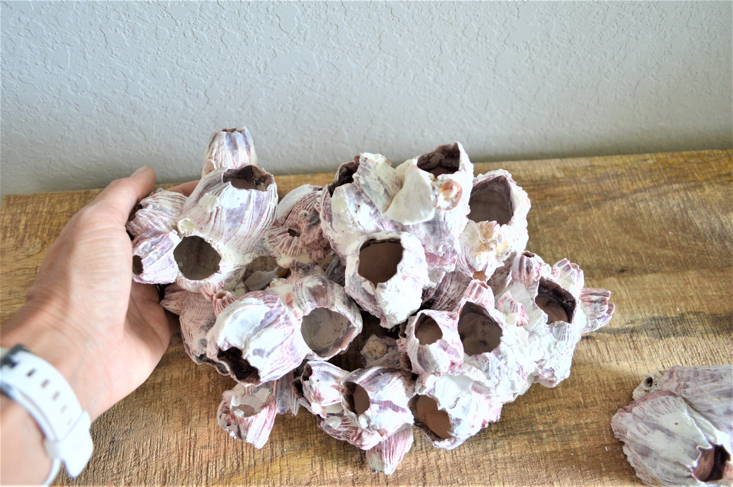 Purple Barnacle Clusters 3-14" *You Choose Size* Coastal Décor Air Planter Holder - Image 10