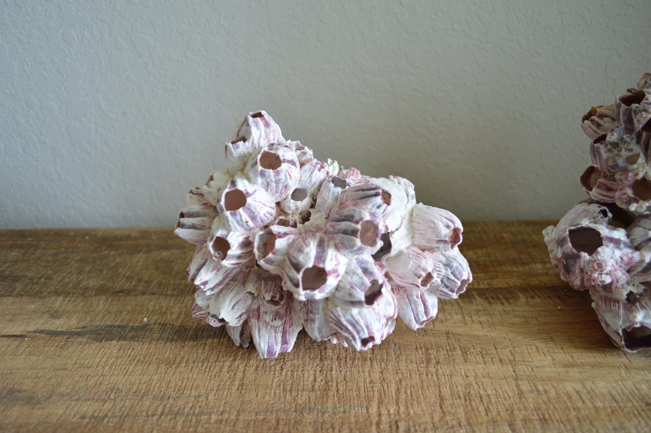Purple Barnacle Clusters 3-14" *You Choose Size* Coastal Décor Air Planter Holder - Image 8