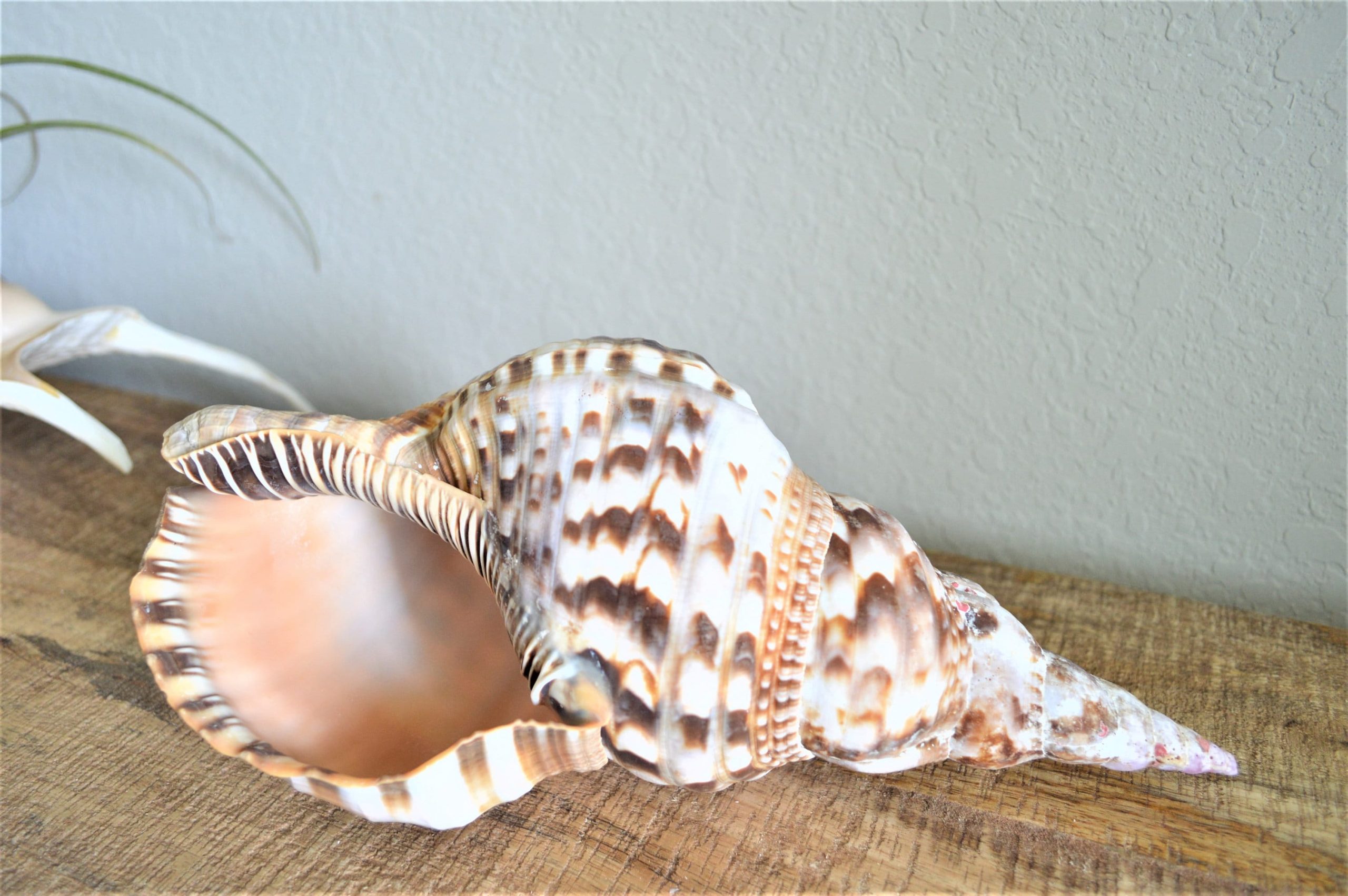 CARIBBEAN TRITON TRUMPET *All Sizes* Display Seashell Coastal Beach Home Décor - Image 3