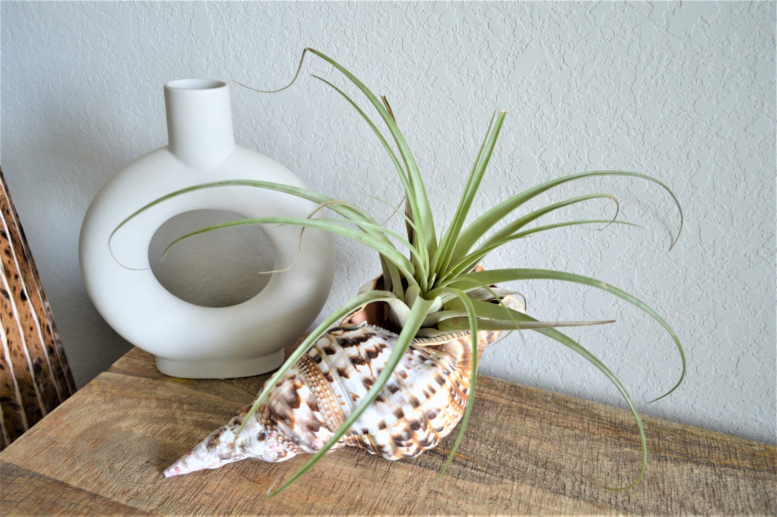 CARIBBEAN TRITON TRUMPET *All Sizes* Display Seashell Coastal Beach Home Décor - Image 6