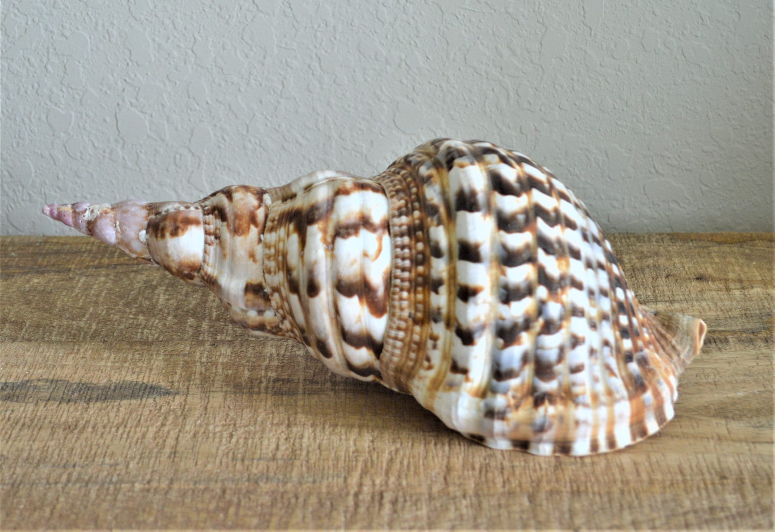 CARIBBEAN TRITON TRUMPET *All Sizes* Display Seashell Coastal Beach Home Décor - Image 2