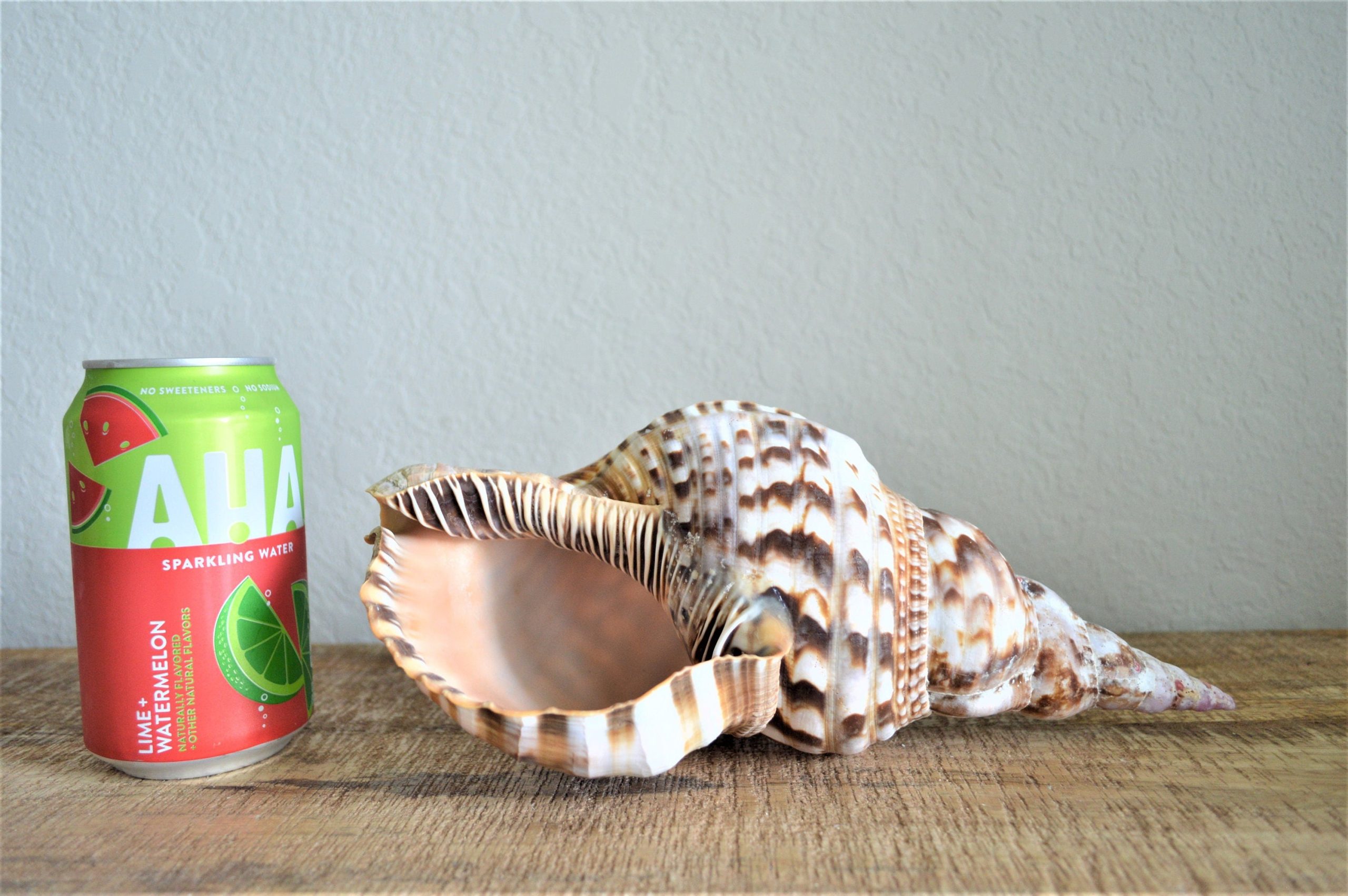 CARIBBEAN TRITON TRUMPET *All Sizes* Display Seashell Coastal Beach Home Décor - Image 8