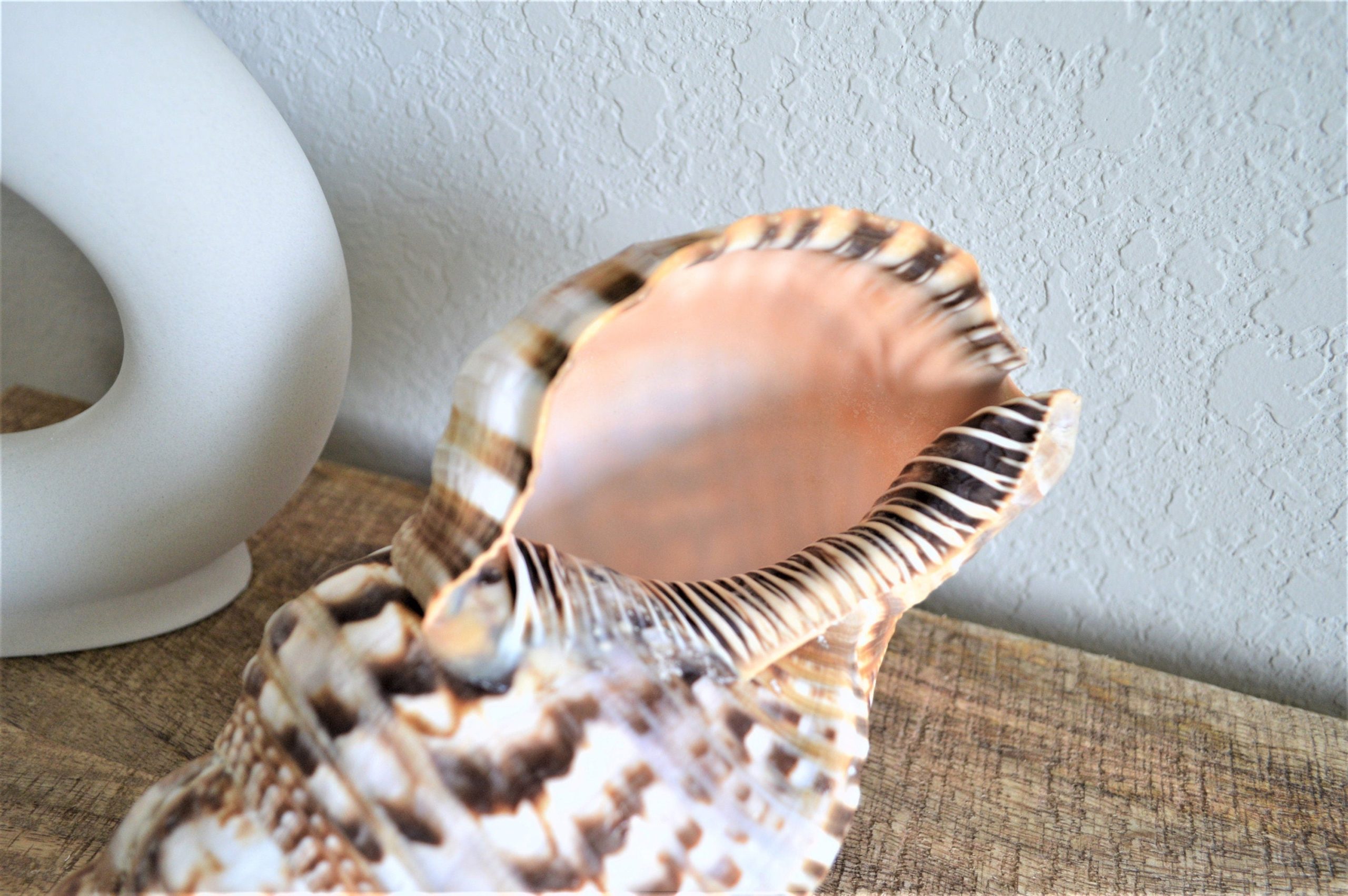 CARIBBEAN TRITON TRUMPET *All Sizes* Display Seashell Coastal Beach Home Décor - Image 7