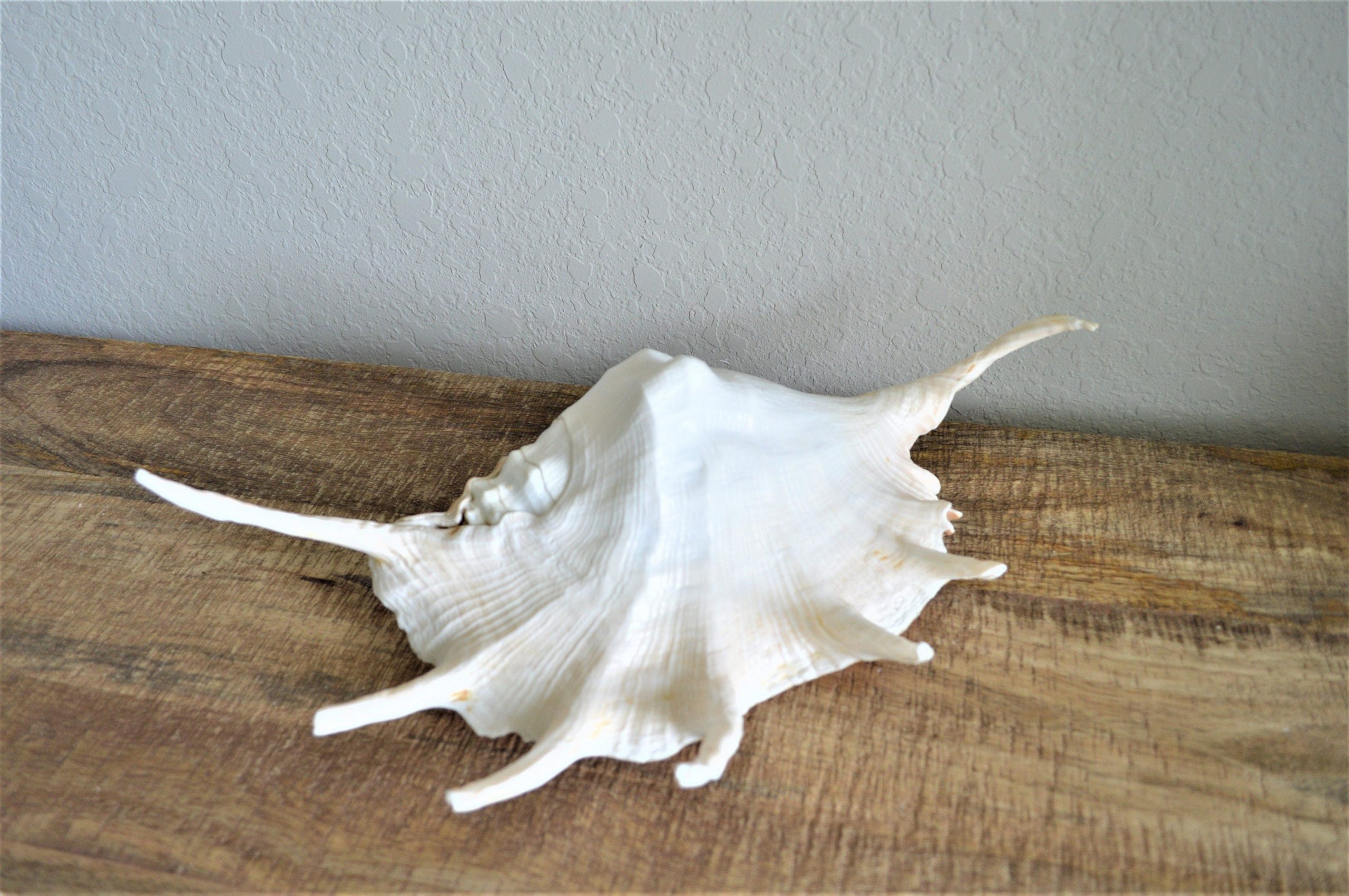 LAMBIS SPIDER CONCH Shells 12-15" *You Choose Size* Display Seashells - Image 3