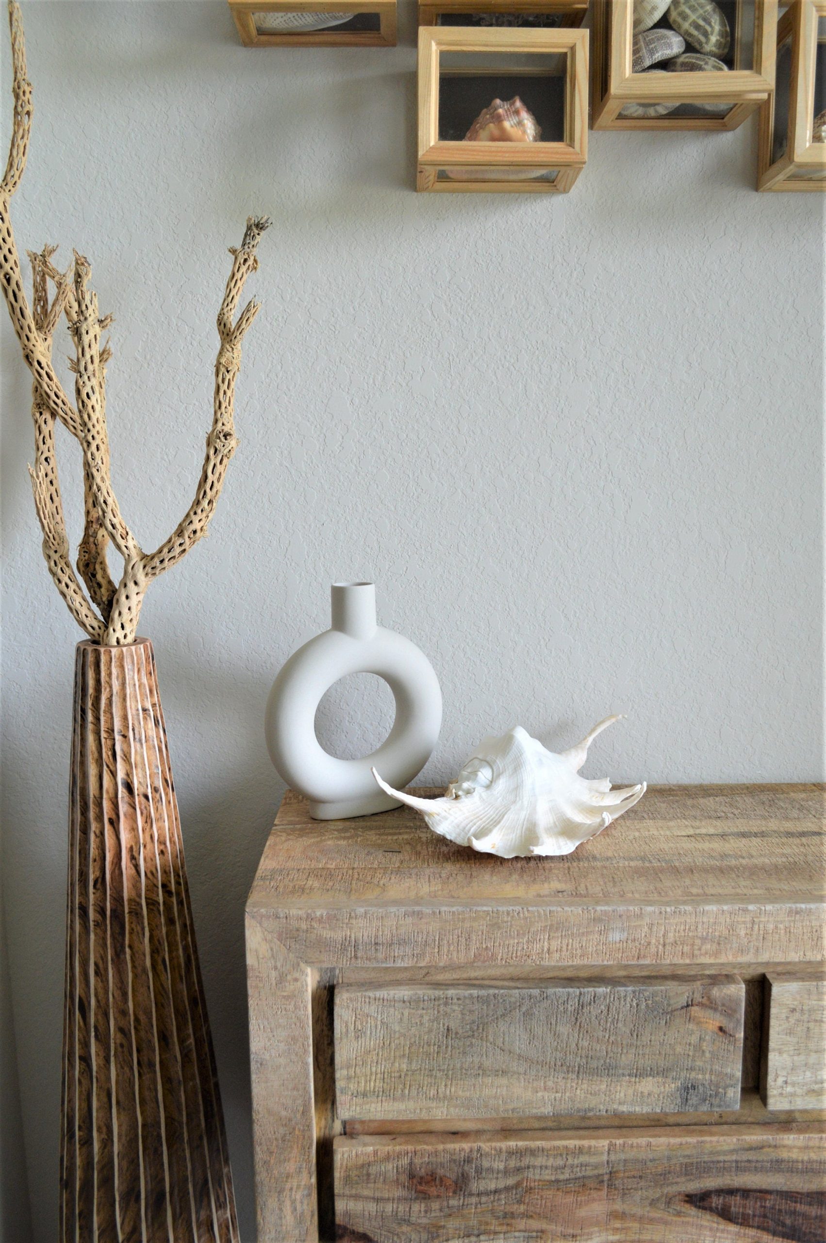 LAMBIS SPIDER CONCH Shells 12-15" *You Choose Size* Display Seashells - Image 7