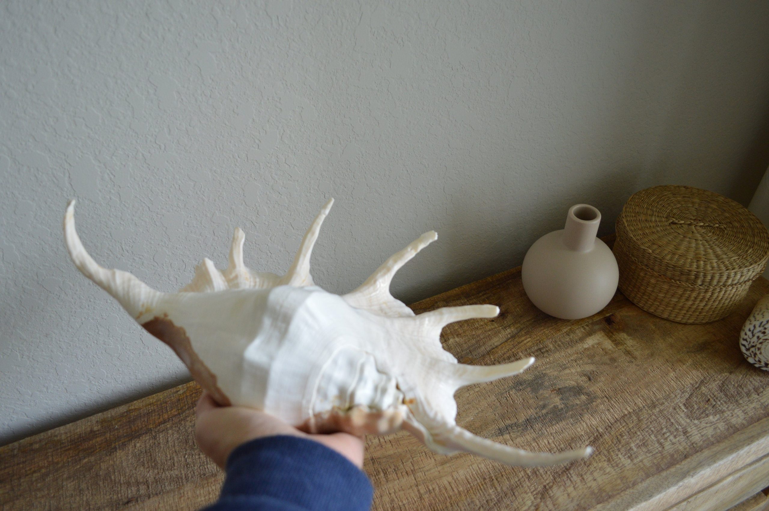 LAMBIS SPIDER CONCH Shells 12-15" *You Choose Size* Display Seashells - Image 6