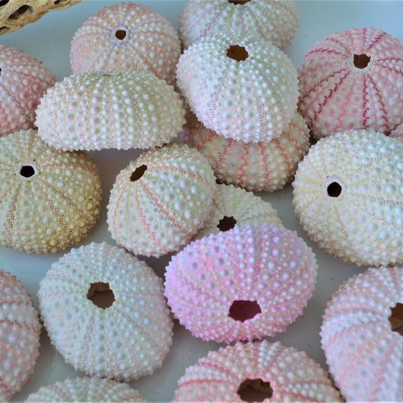 Pink Sea Urchin Shells (1.5-2.5") *You Choose Quantity* Coastal Crafts Décor