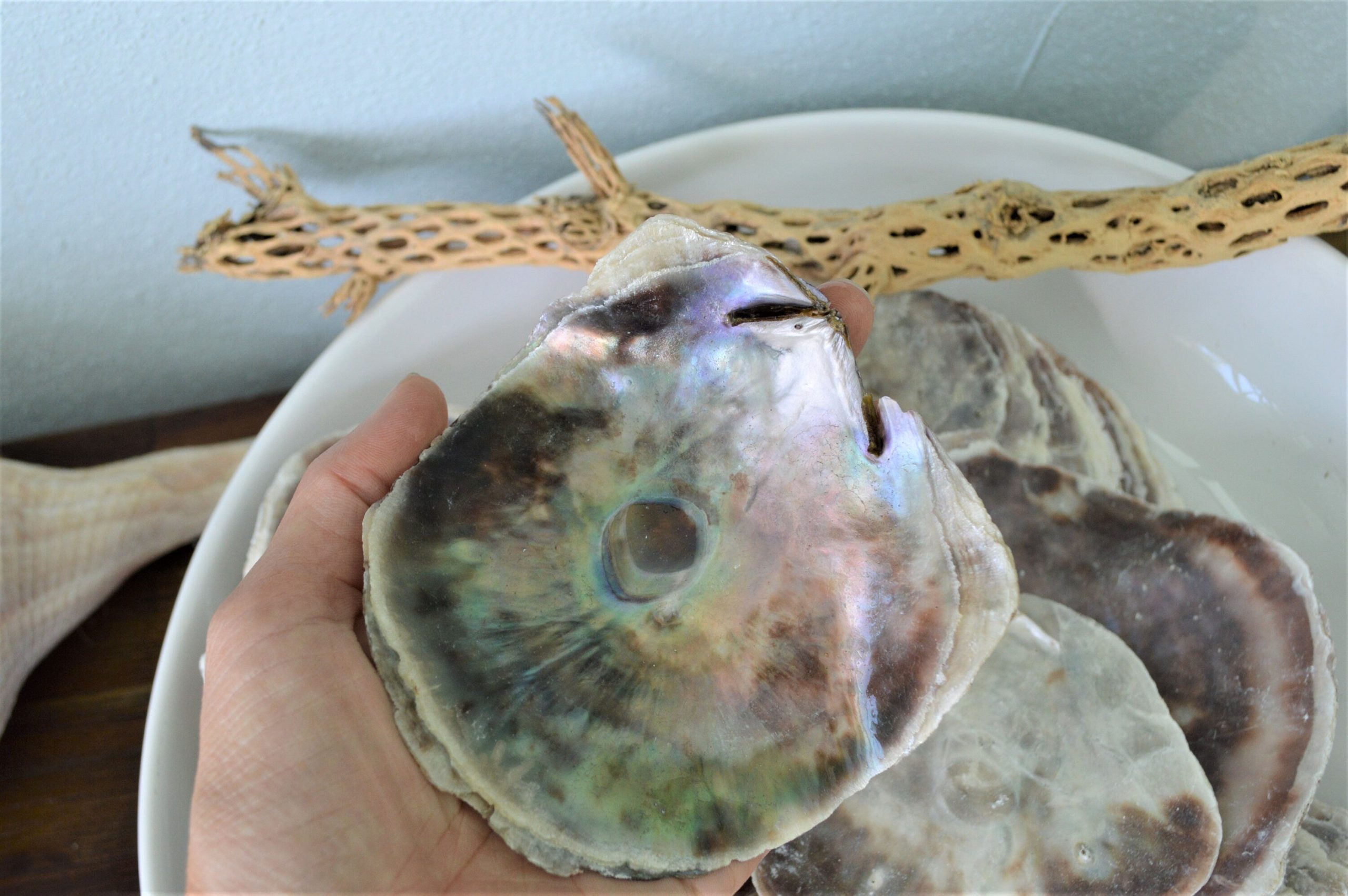 SADDLE OYSTER SHELLS 4-6" Natural Purple Color Craft Seashells Coastal Beach Décor - Image 5