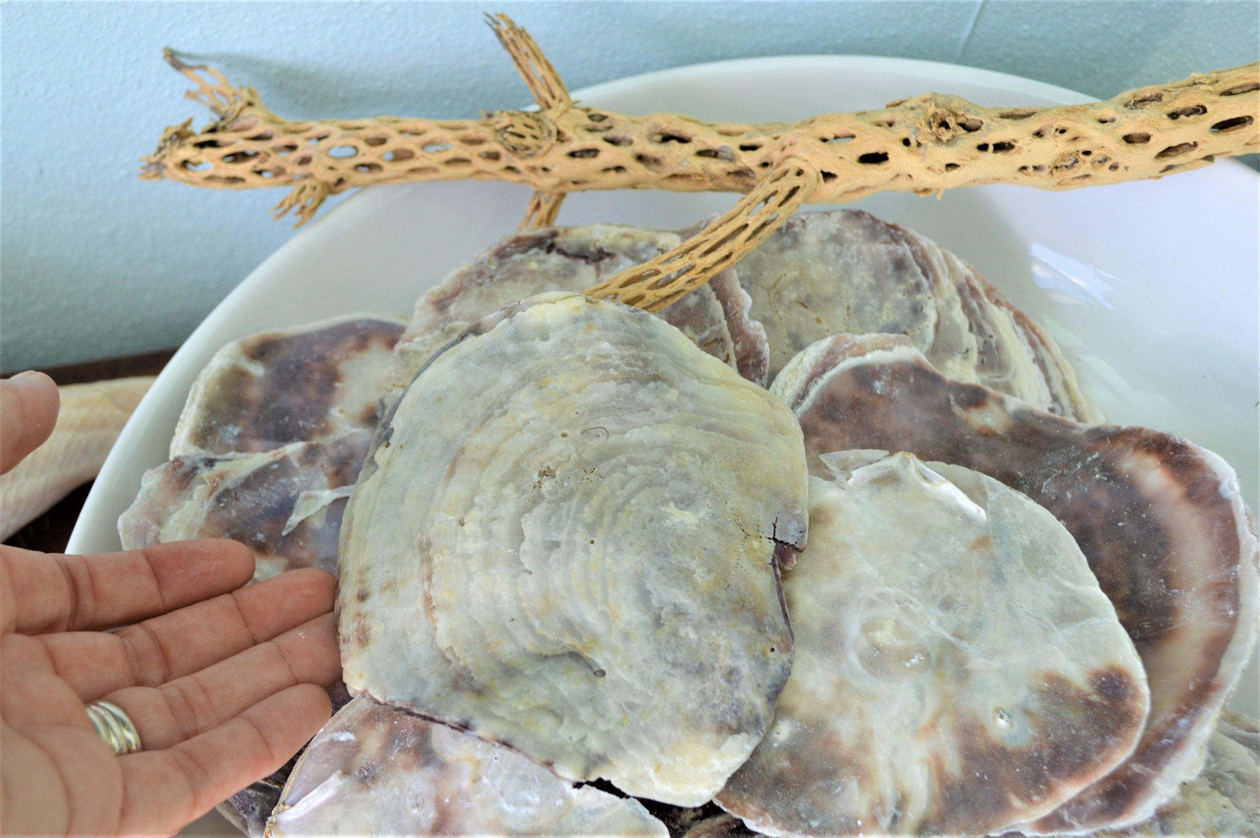 SADDLE OYSTER SHELLS 4-6" Natural Purple Color Craft Seashells Coastal Beach Décor - Image 4