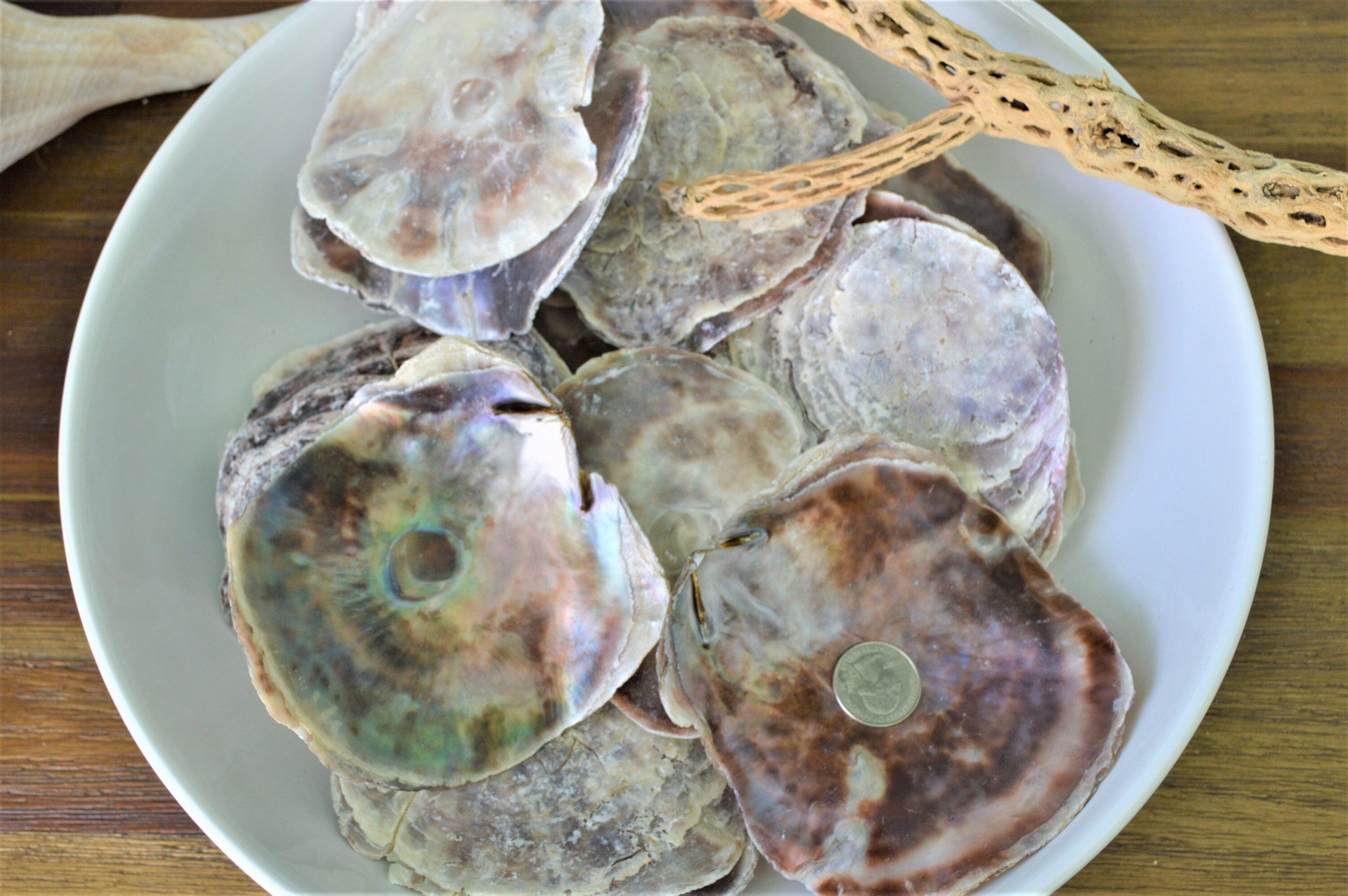 SADDLE OYSTER SHELLS 4-6" Natural Purple Color Craft Seashells Coastal Beach Décor - Image 6