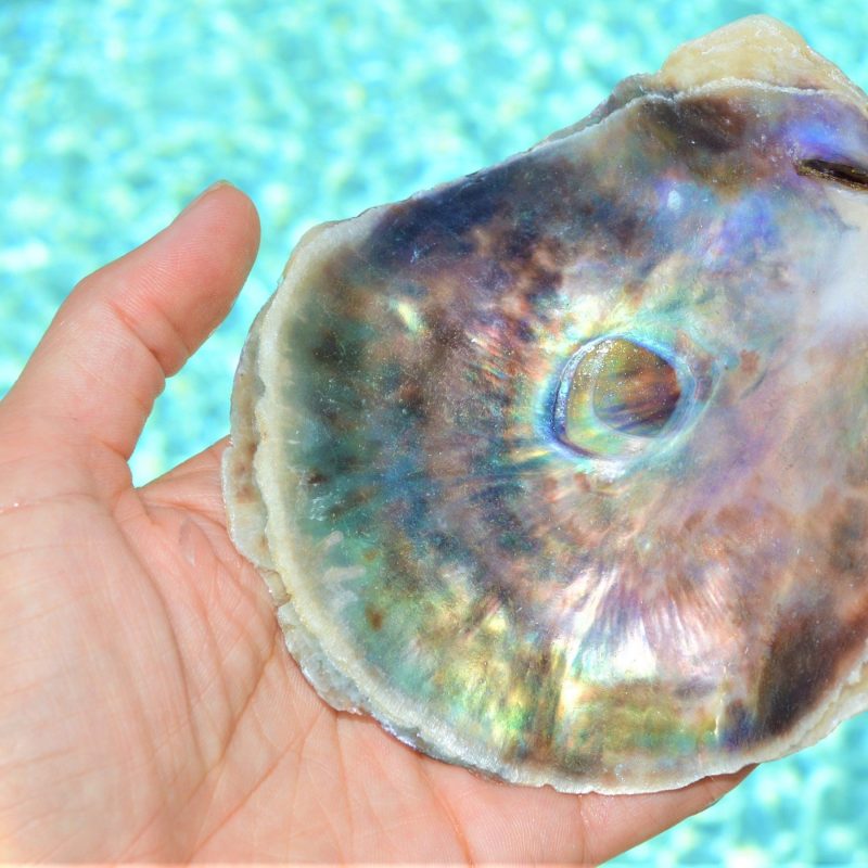 SADDLE OYSTER SHELLS 4-6" Natural Purple Color Craft Seashells Coastal Beach Décor