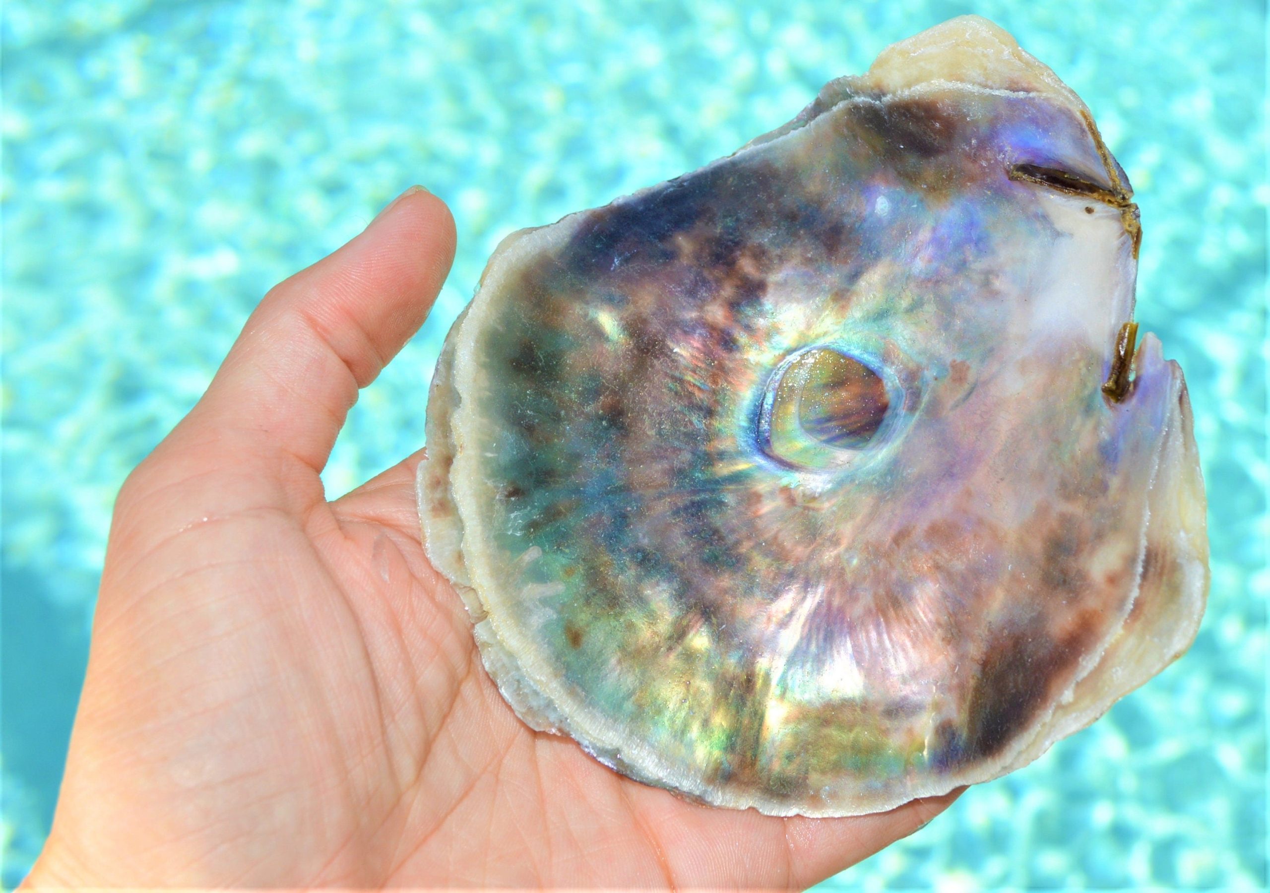 SADDLE OYSTER SHELLS 4-6" Natural Purple Color Craft Seashells Coastal Beach Décor