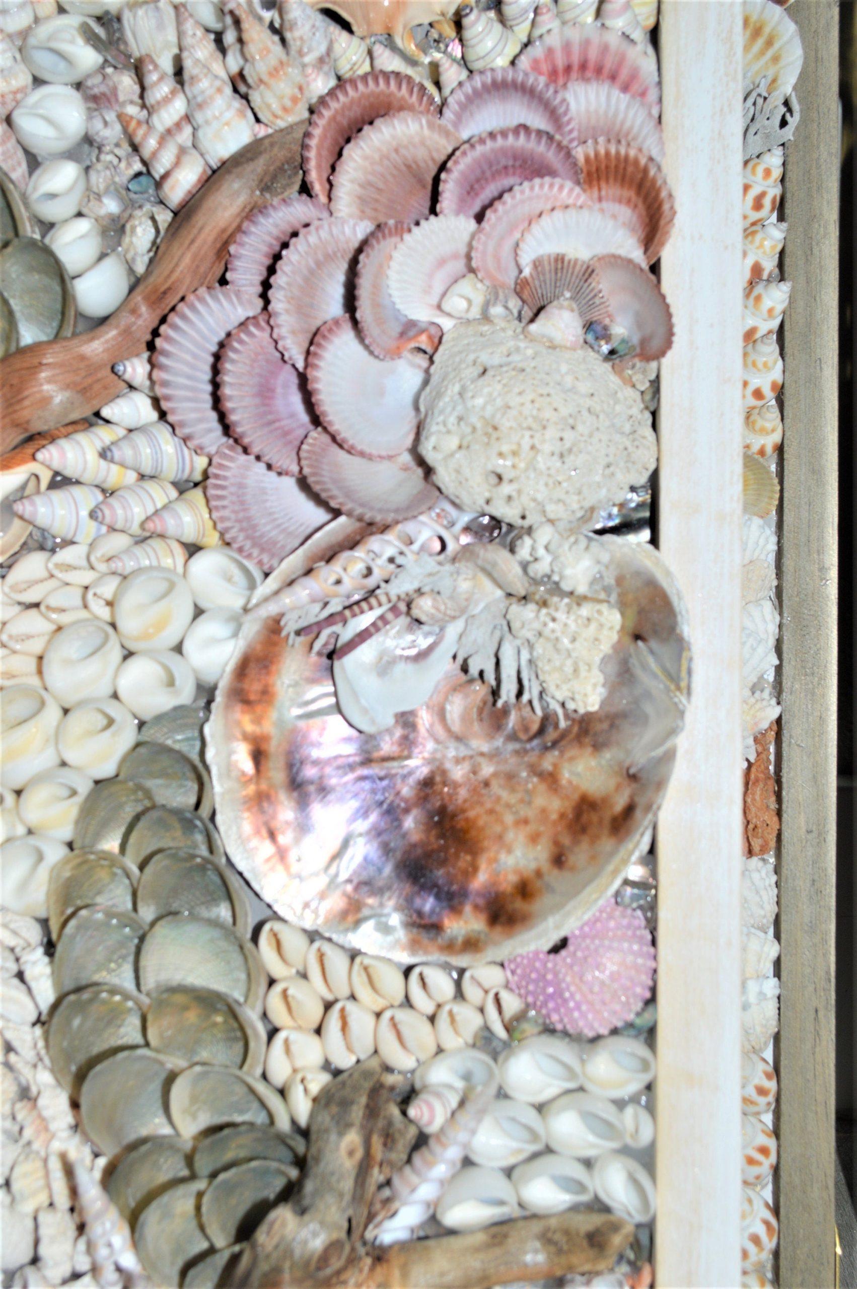 SADDLE OYSTER SHELLS 4-6" Natural Purple Color Craft Seashells Coastal Beach Décor - Image 8