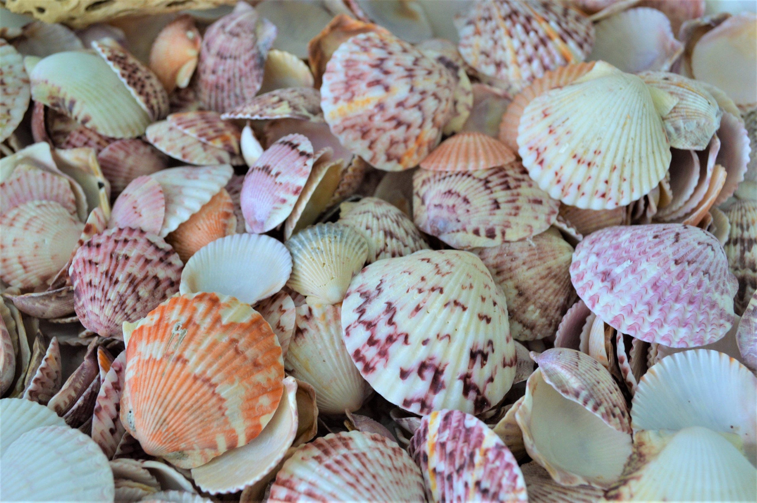 Calico Scallop Shells (.5-2") *You Choose Size & Quantity* Colorful Craft Seashells