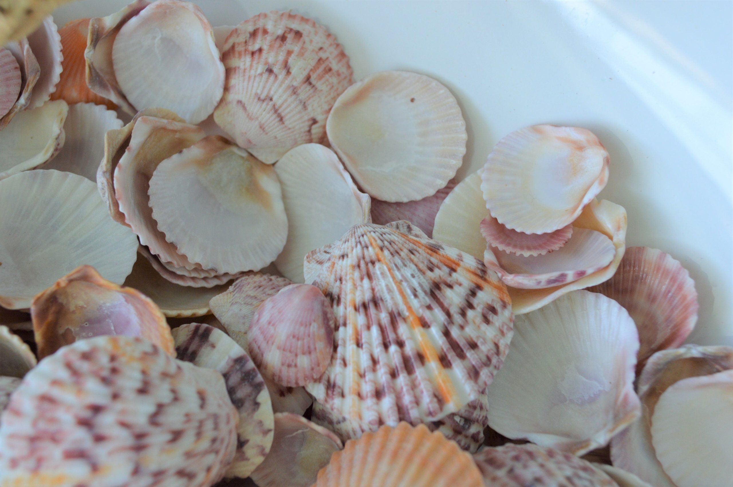 Calico Scallop Shells (.5-2") *You Choose Size & Quantity* Colorful Craft Seashells - Image 7
