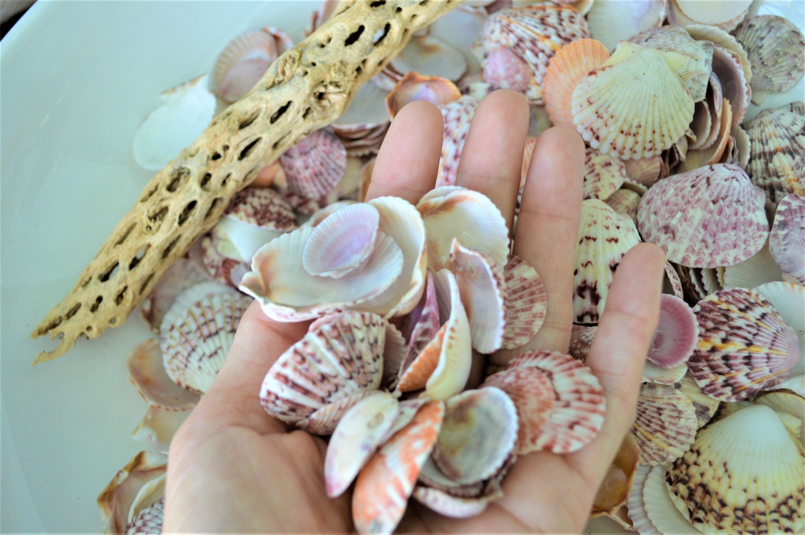 Calico Scallop Shells (.5-2") *You Choose Size & Quantity* Colorful Craft Seashells - Image 2