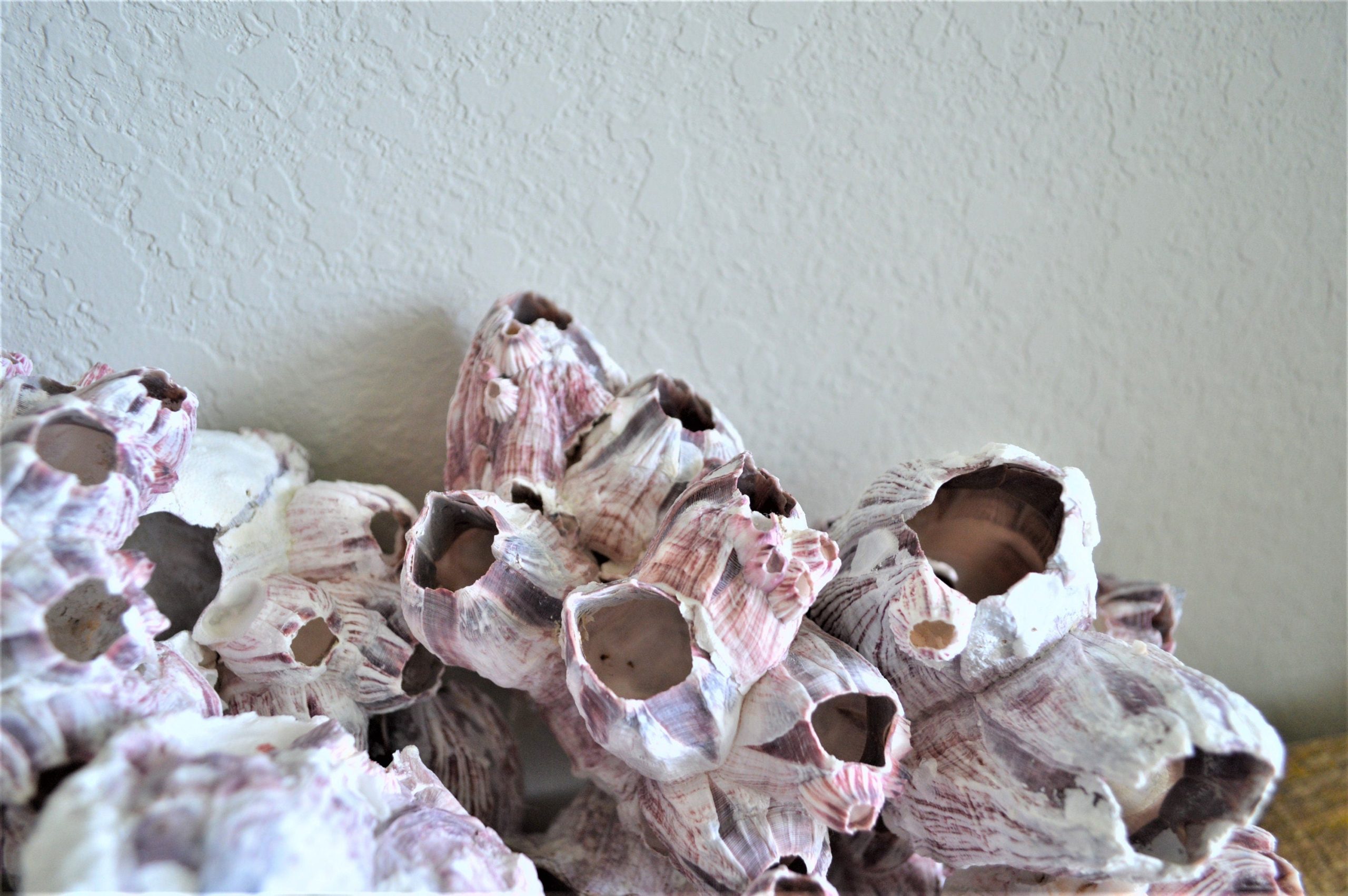 Purple Barnacle Clusters 3-14" *You Choose Size* Coastal Décor Air Planter Holder - Image 2