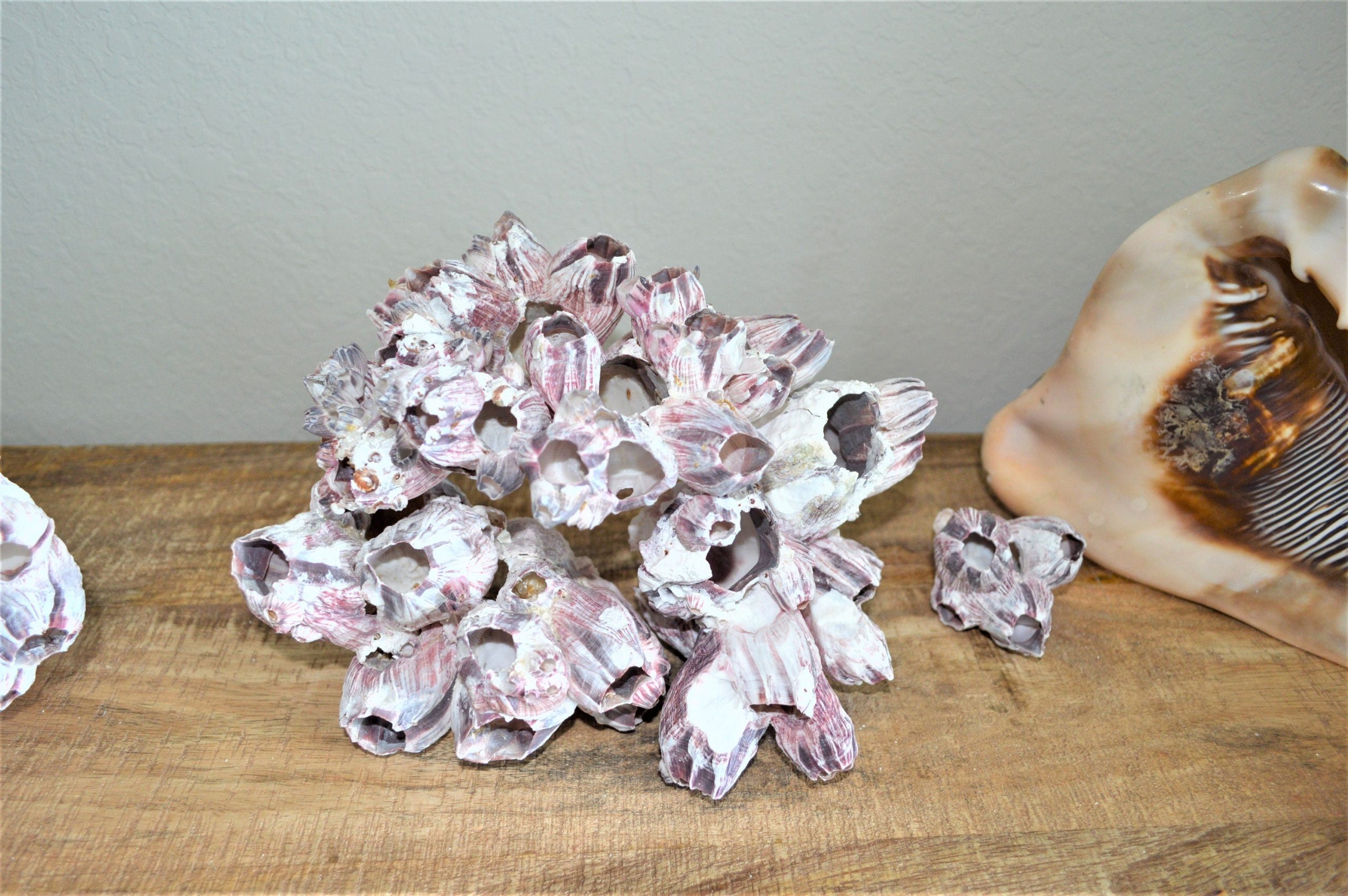 Purple Barnacle Clusters 3-14" *You Choose Size* Coastal Décor Air Planter Holder - Image 9