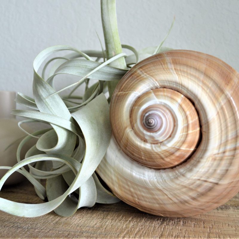 Tonna Olearium Seashell *Up to 10"* Natural Beach House Décor Planter